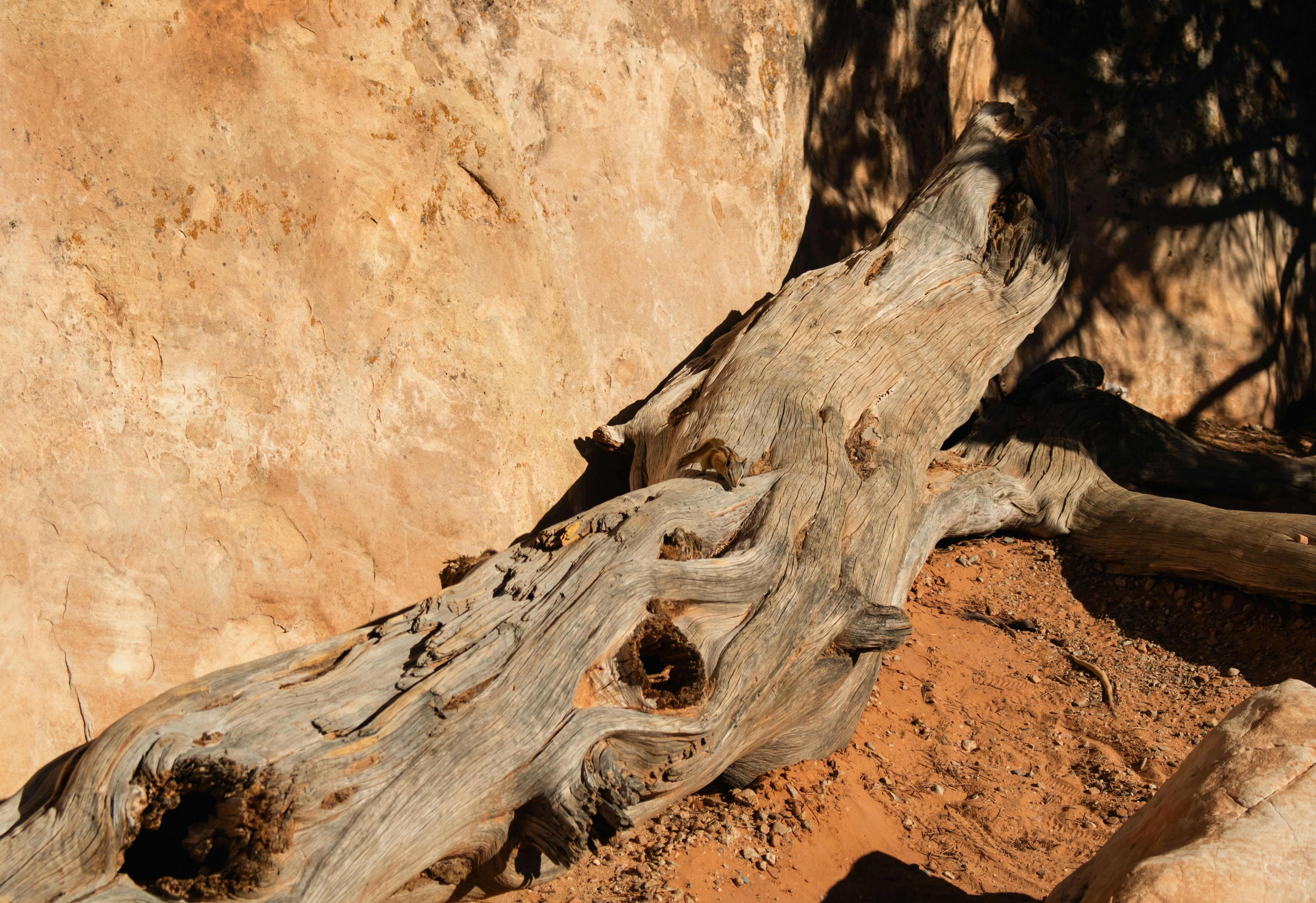 Photo by zoshuacolah