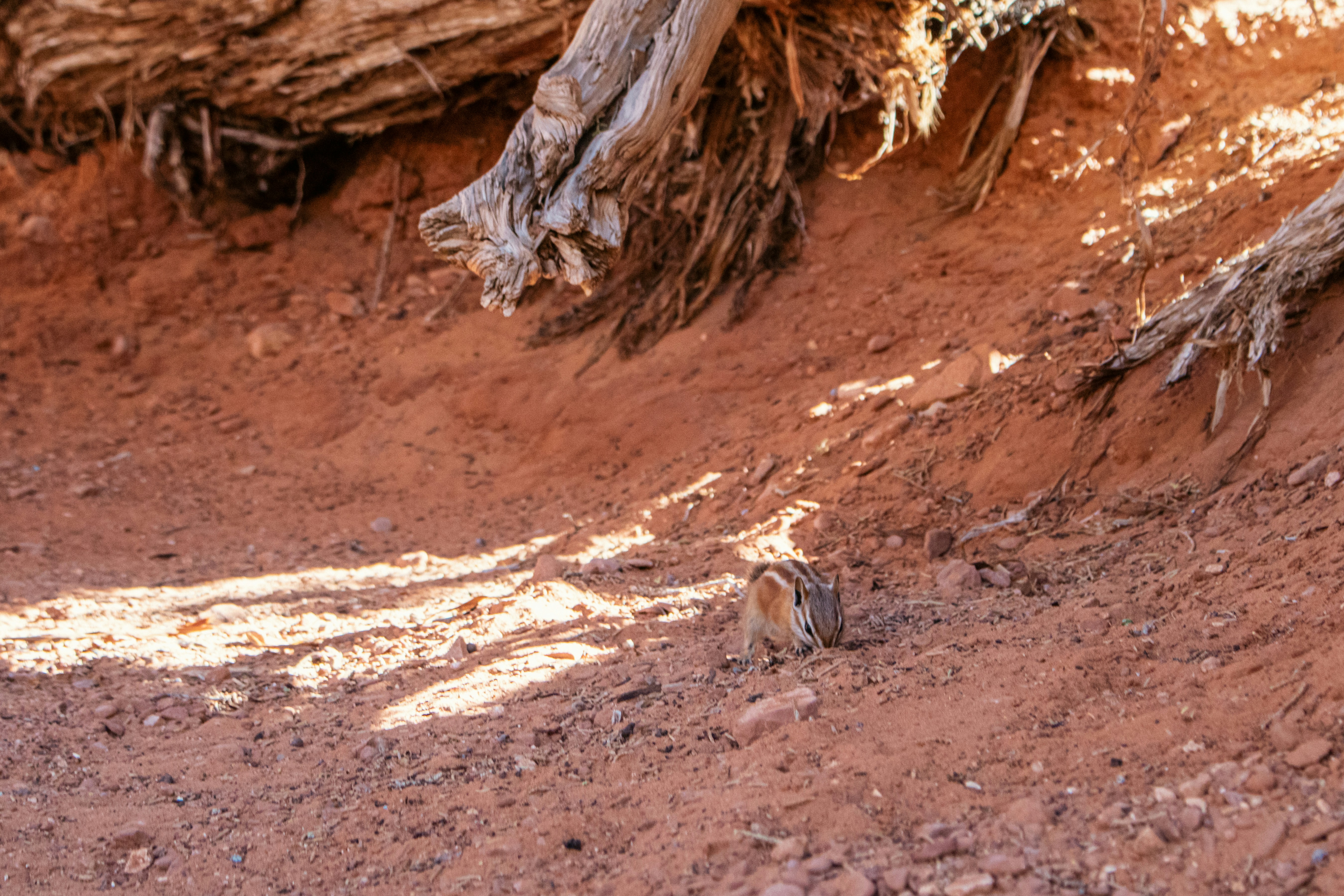 Photo by zoshuacolah