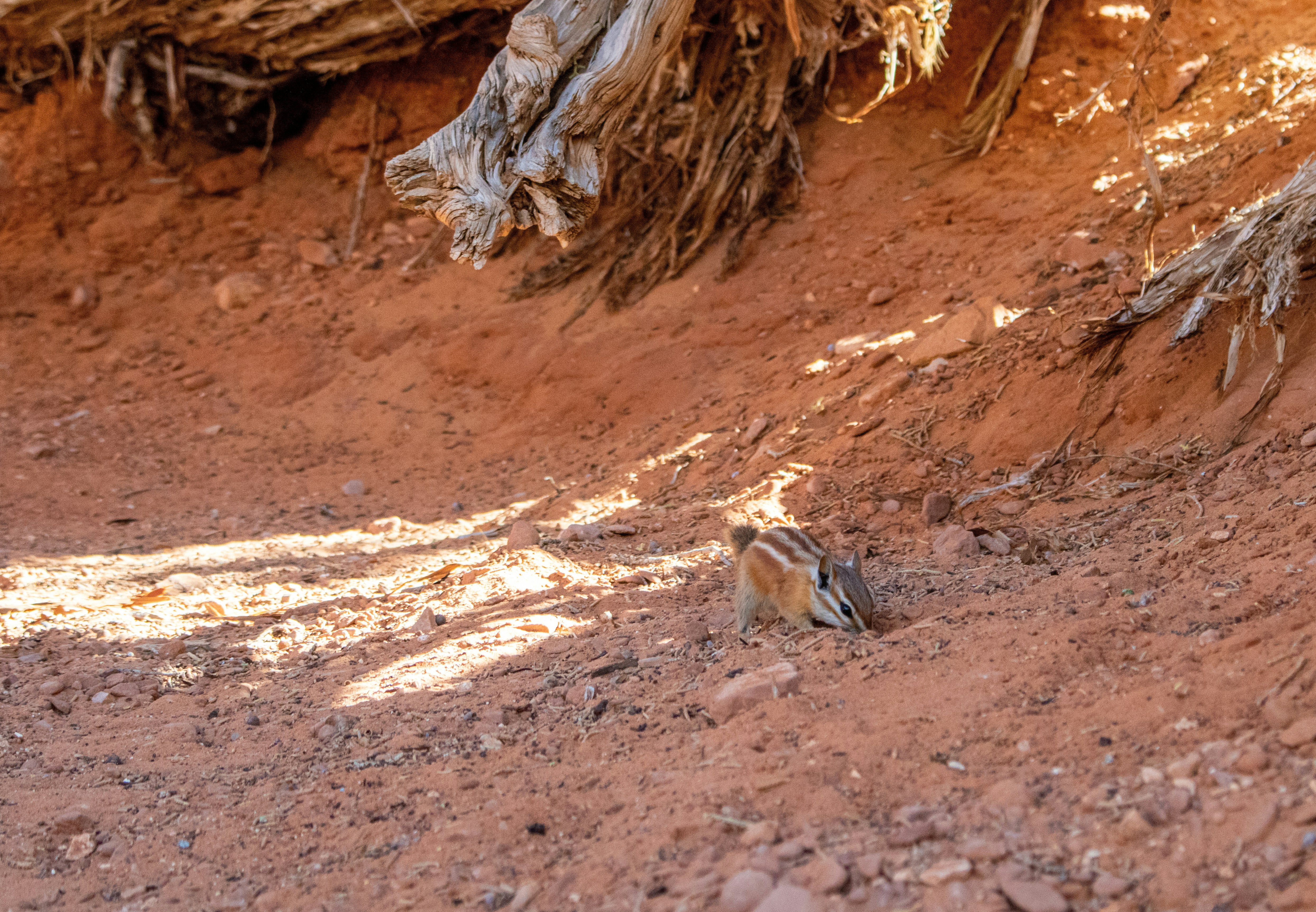 Photo by zoshuacolah