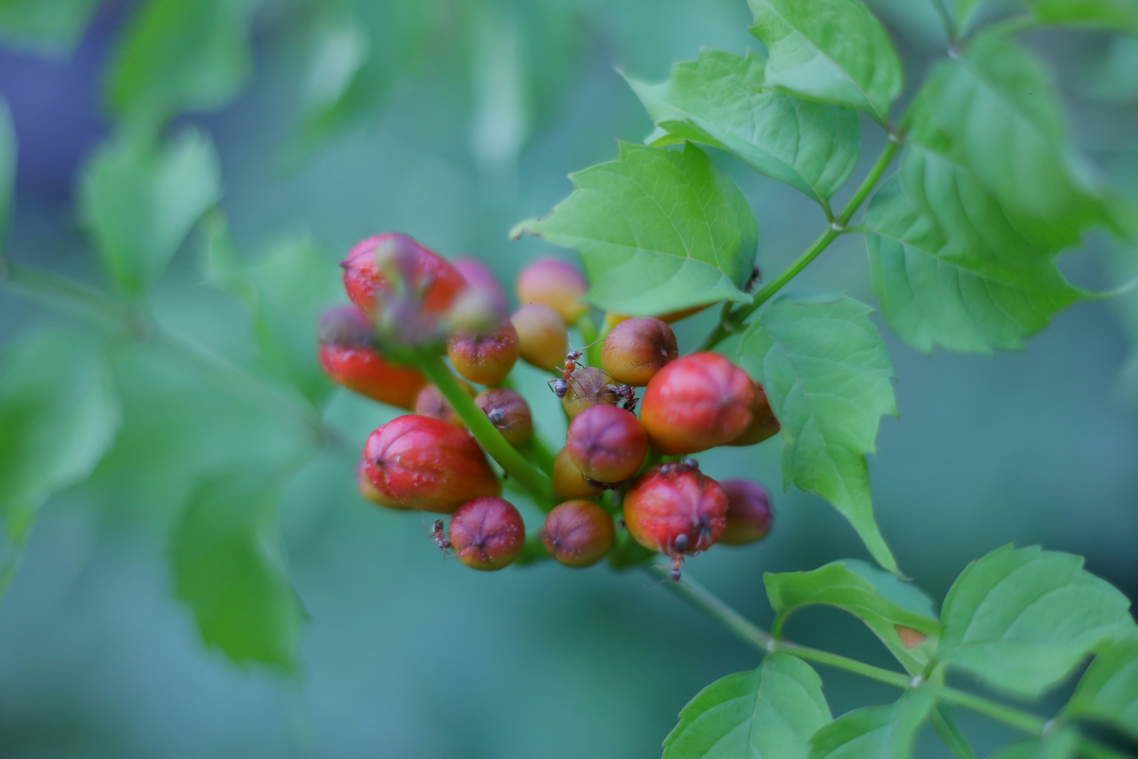 Photo by voloshechka