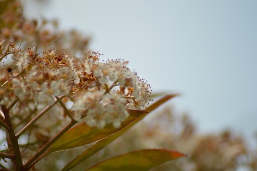 A close up of a flower on a tree