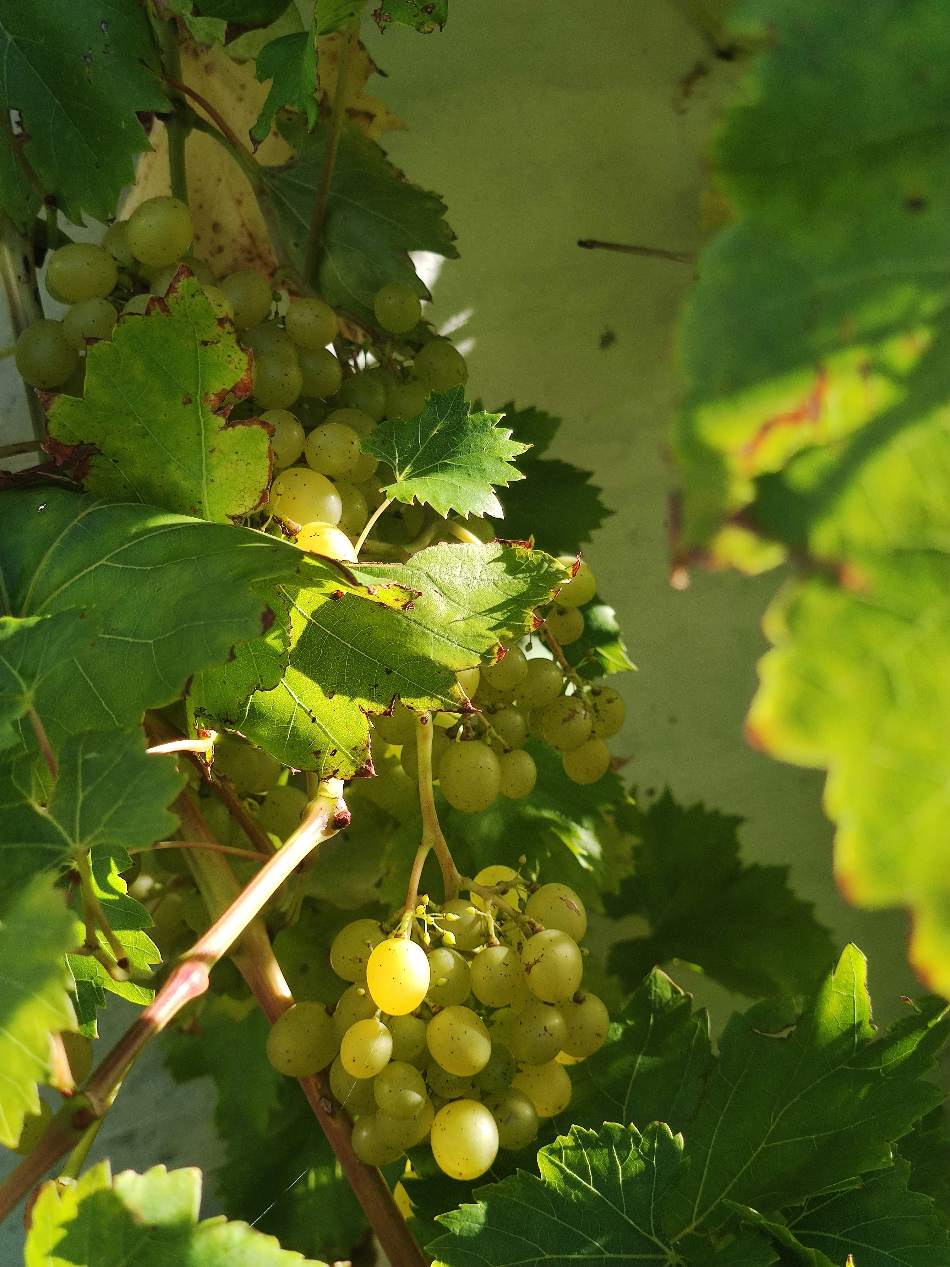 Photo by henrikvoiceofdenmark