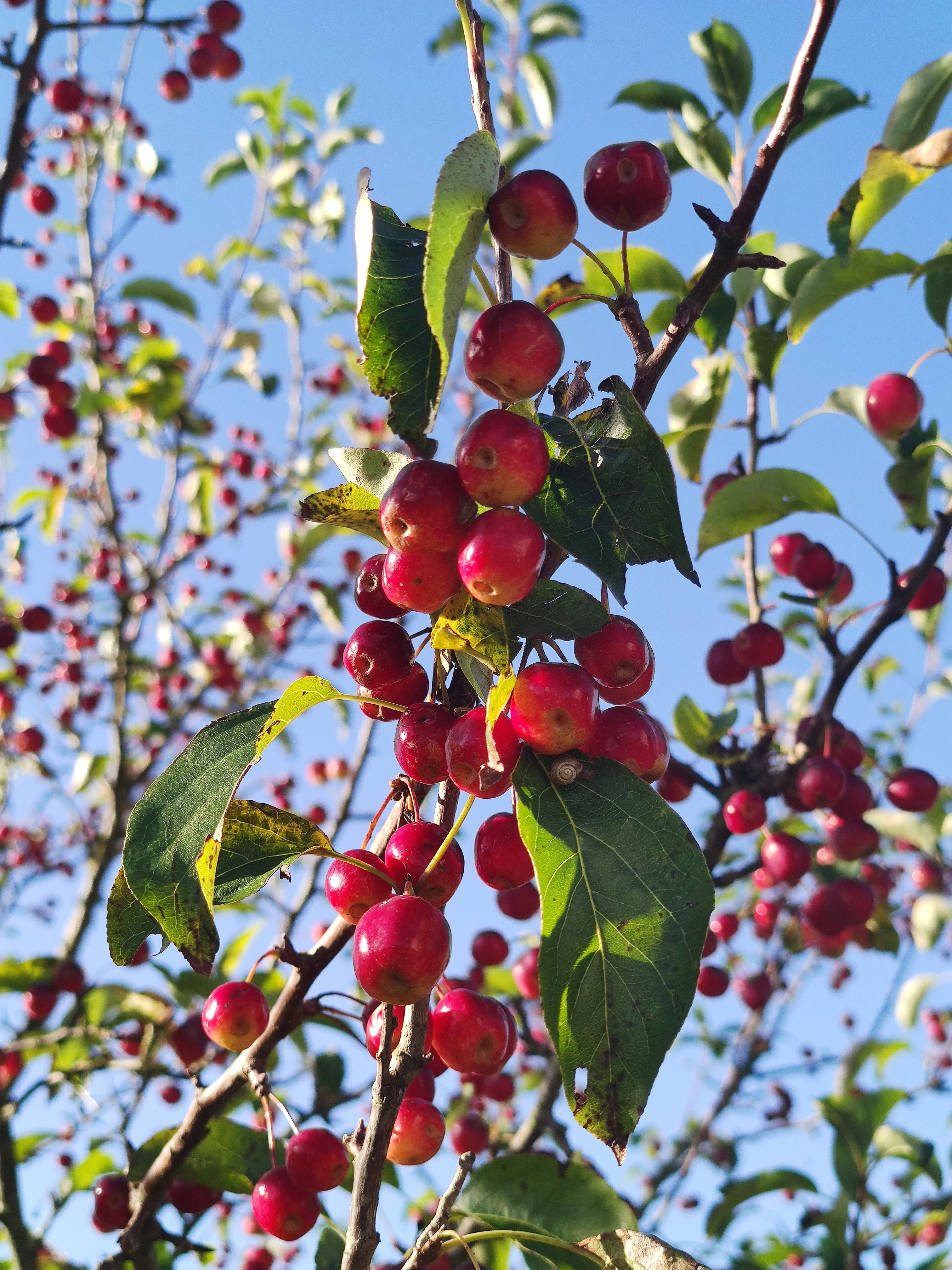 Photo by henrikvoiceofdenmark