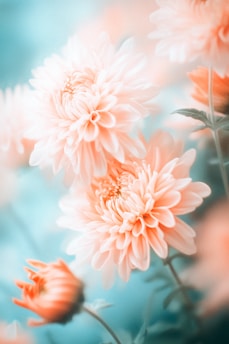 A close up of a bunch of flowers