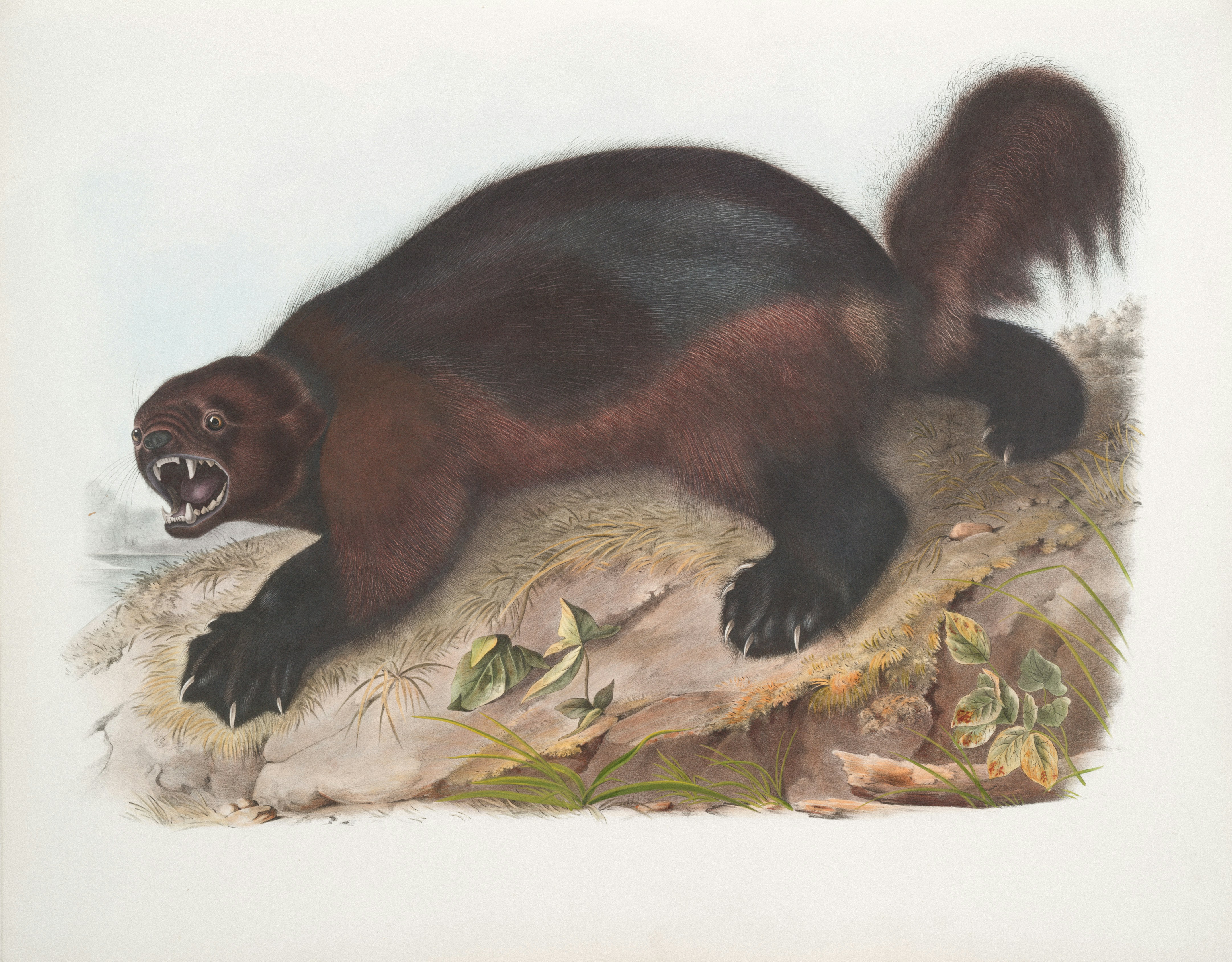 A wolverine with its mouth open and teeth bared.