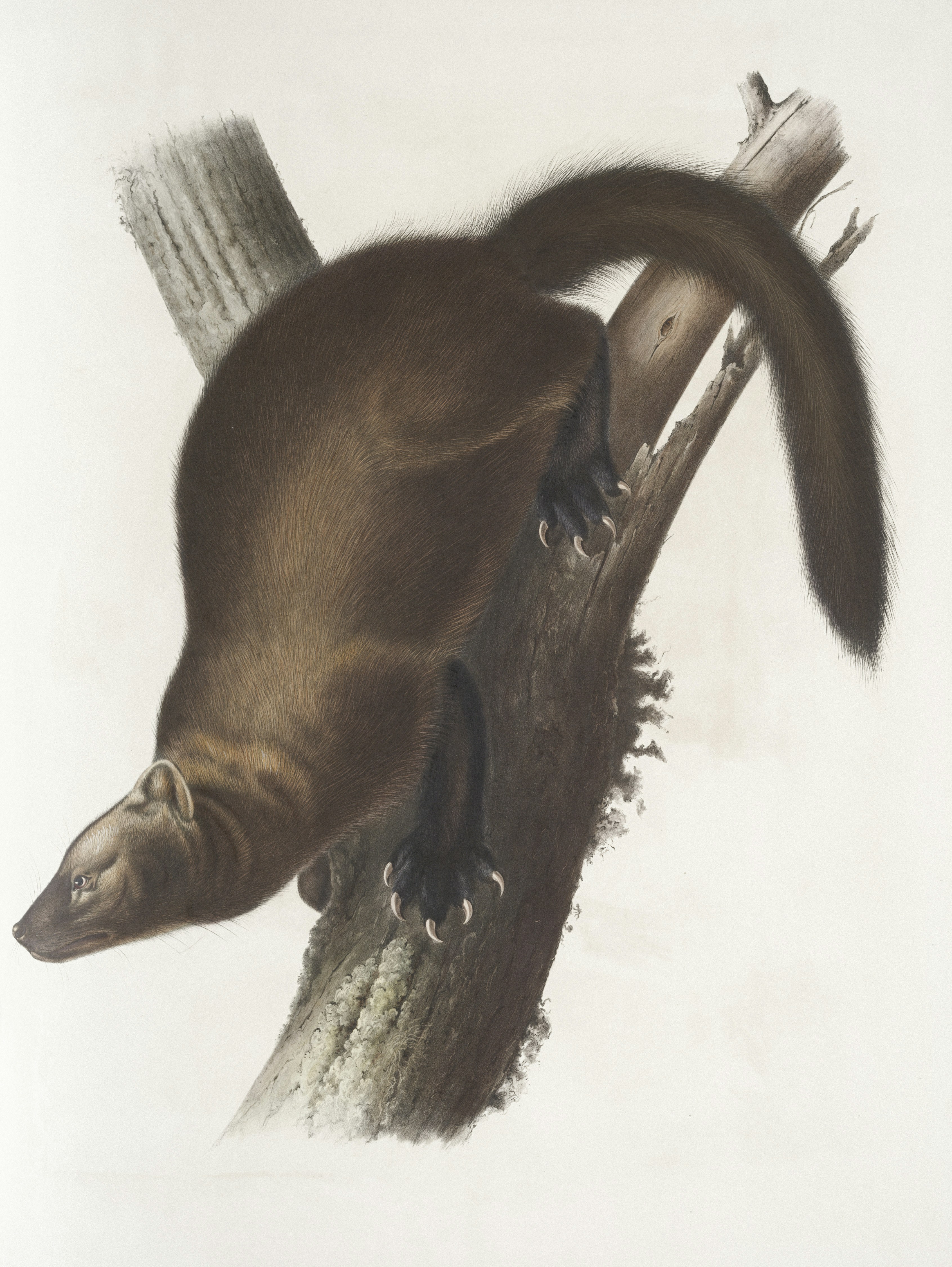 7. Proailurus: The Cat With a Squirrel’s Tail (image credits: unsplash)