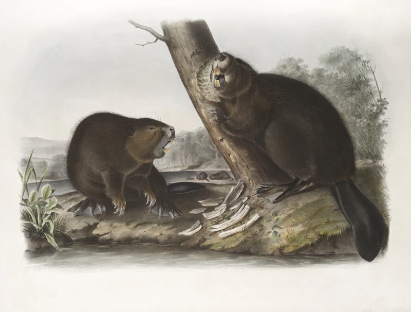 American Beaver (Castor canadensis)