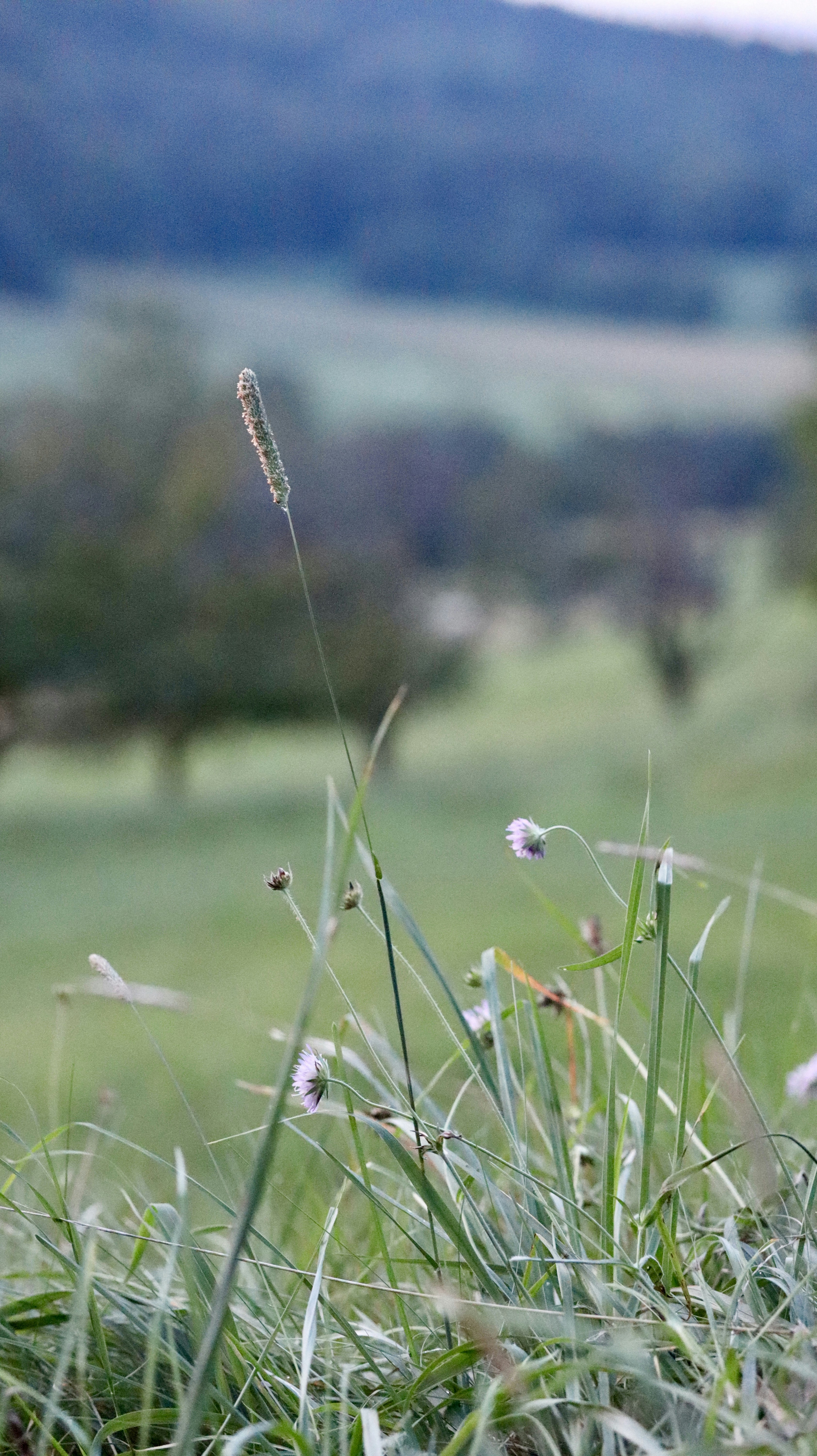 A grassy field with flowers and trees in the background