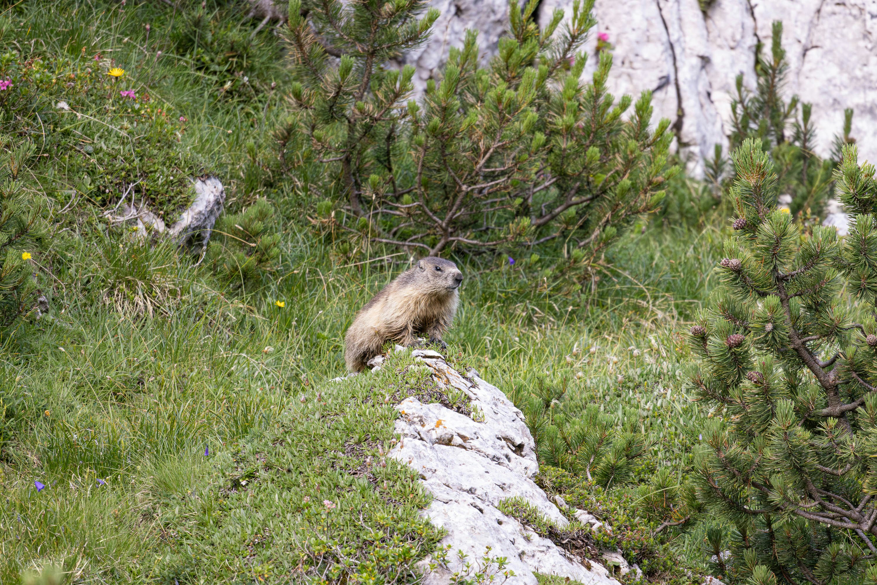 A small animal standing on top of a grass covered hillside