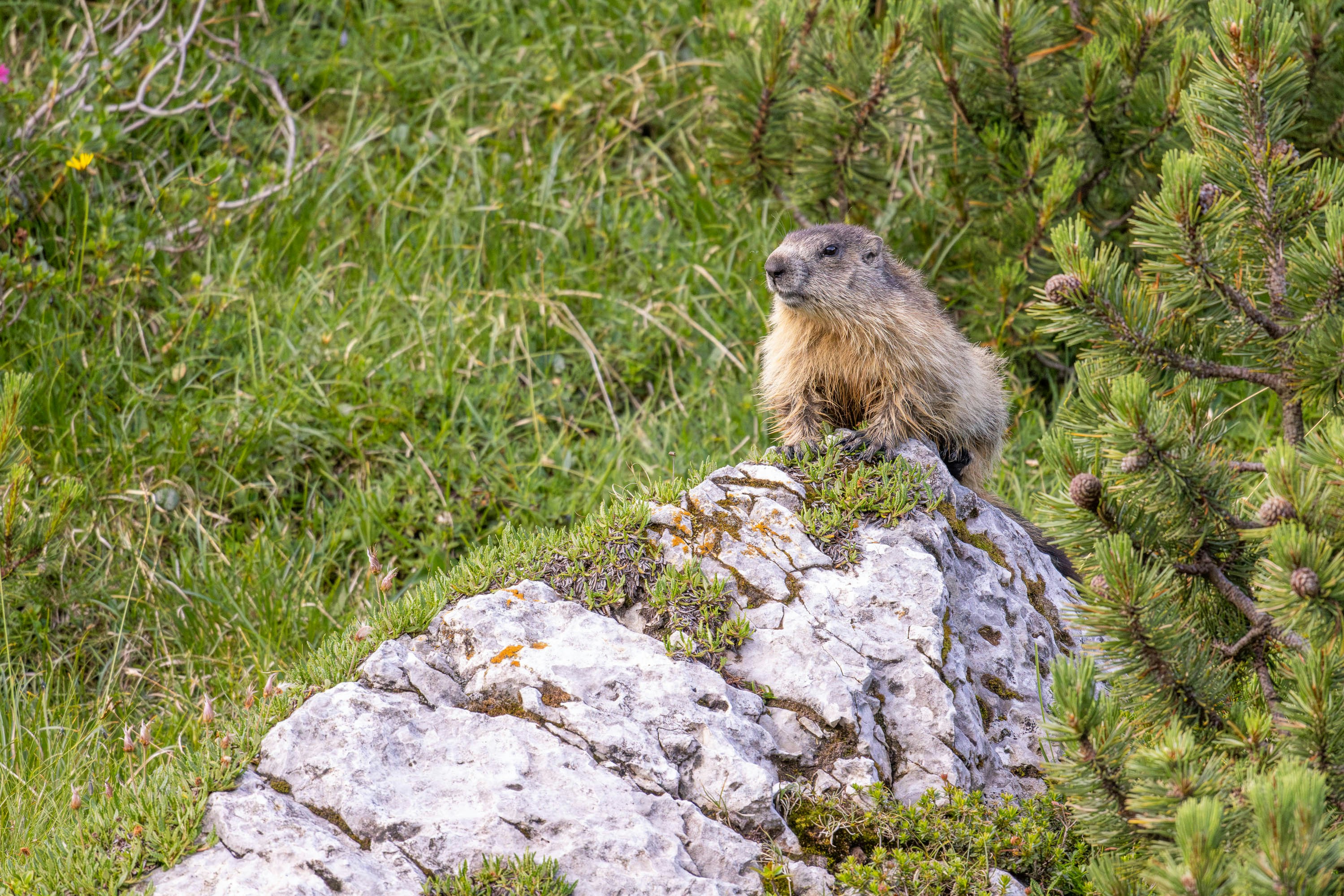 A small animal sitting on top of a rock