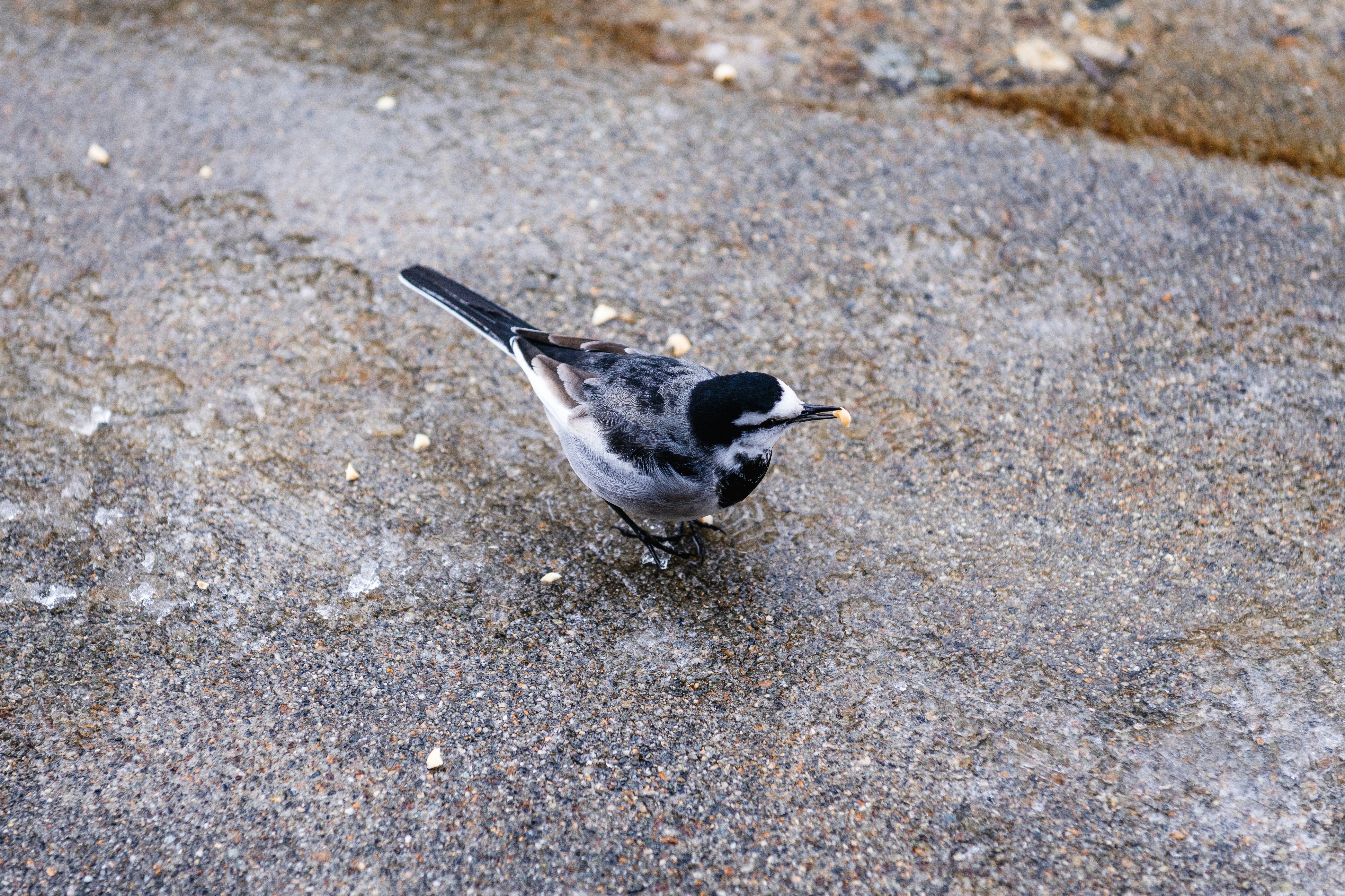 A small bird standing on top of a cement ground