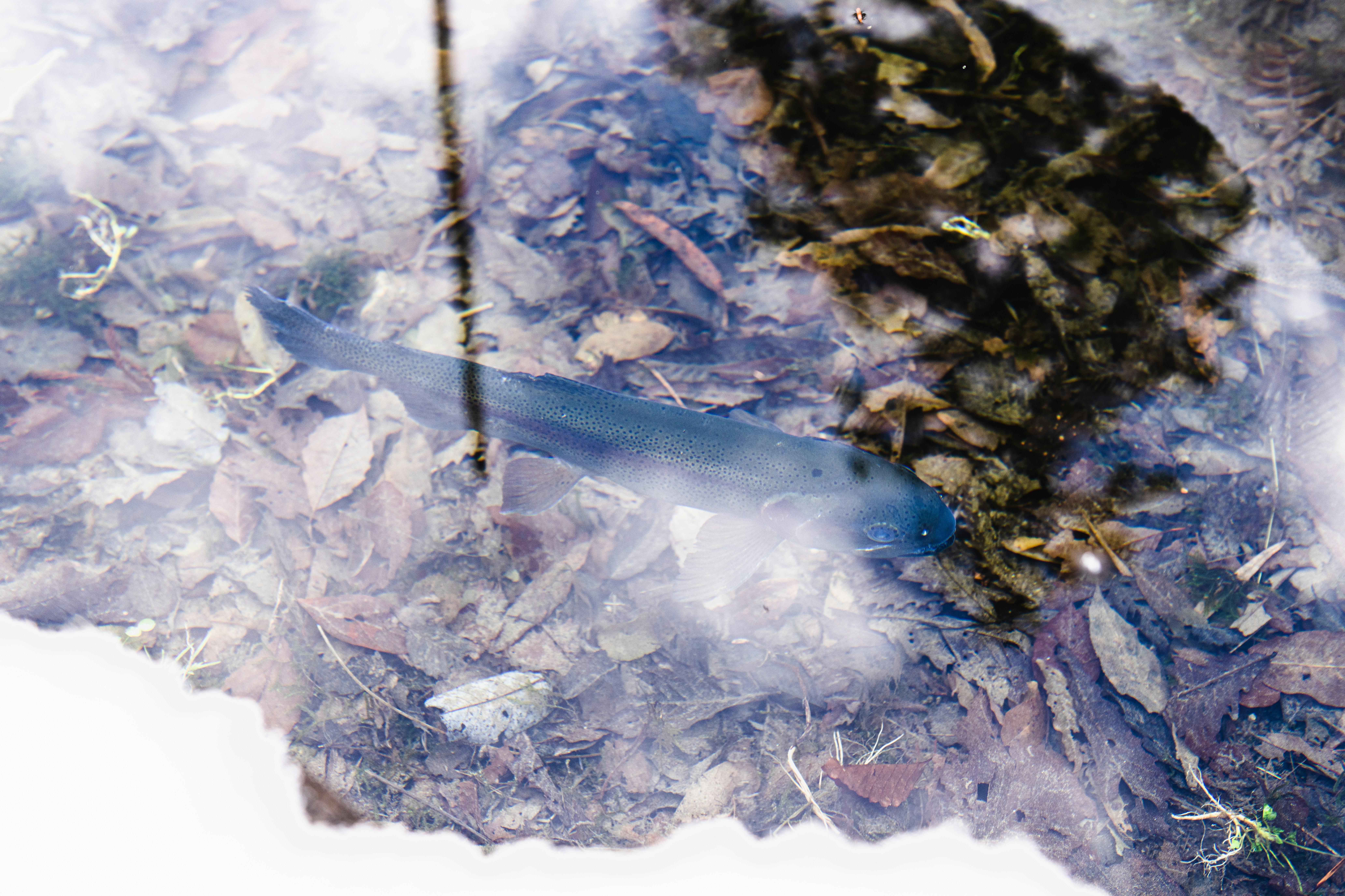 A picture of a blue fish in the water
