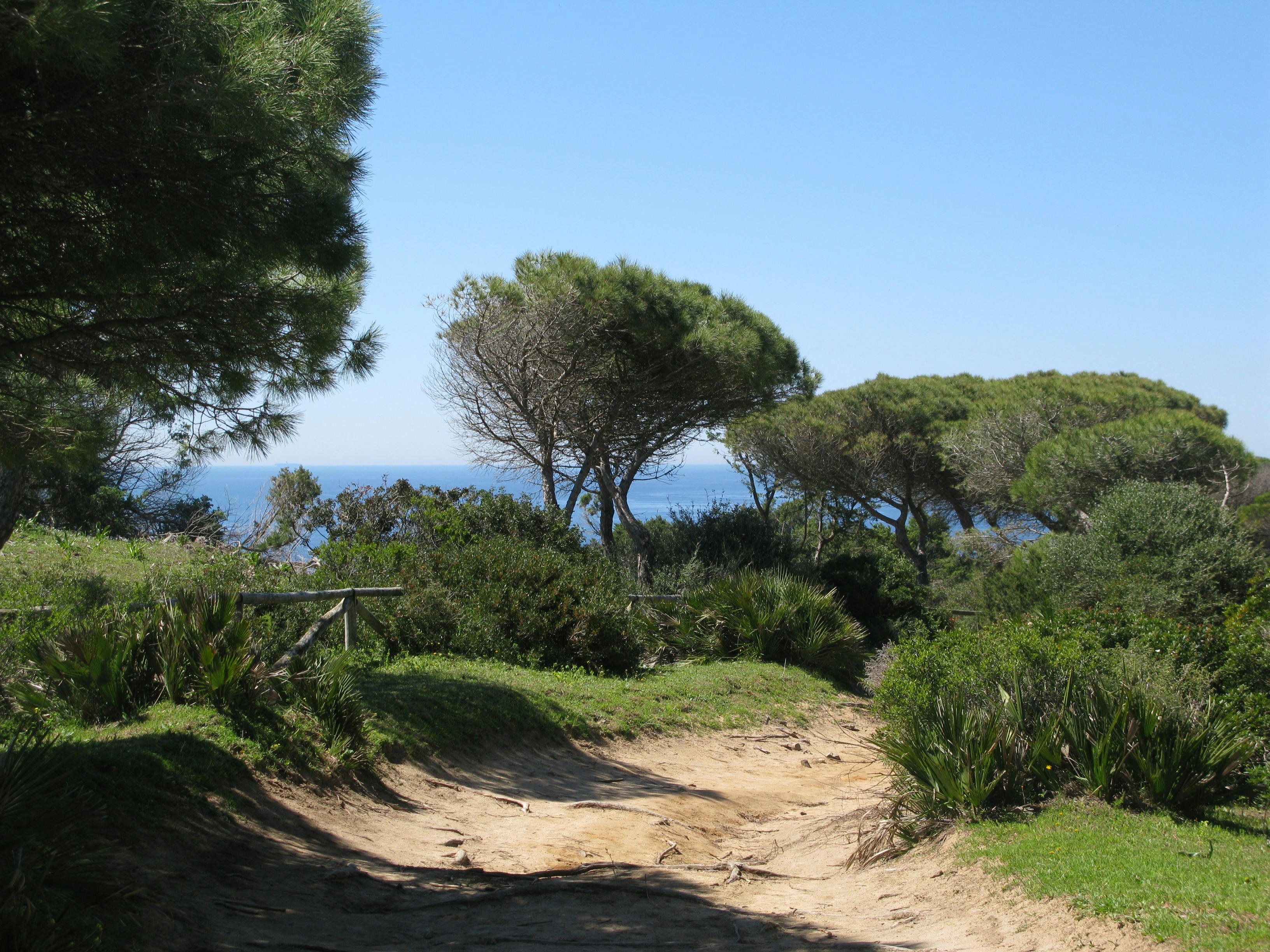 A dirt road surrounded by trees and grass