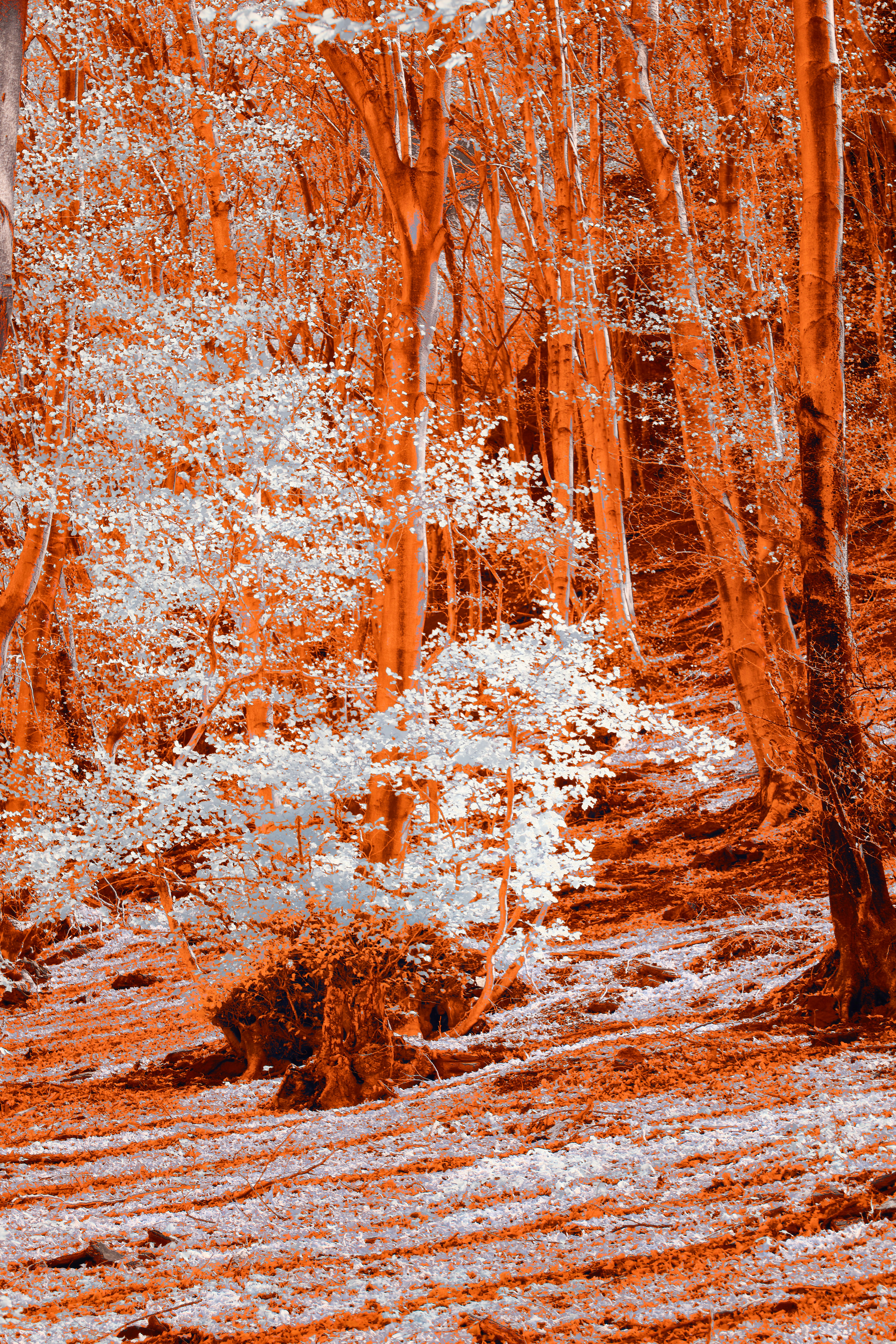 Photo by wolfgang_hasselmann