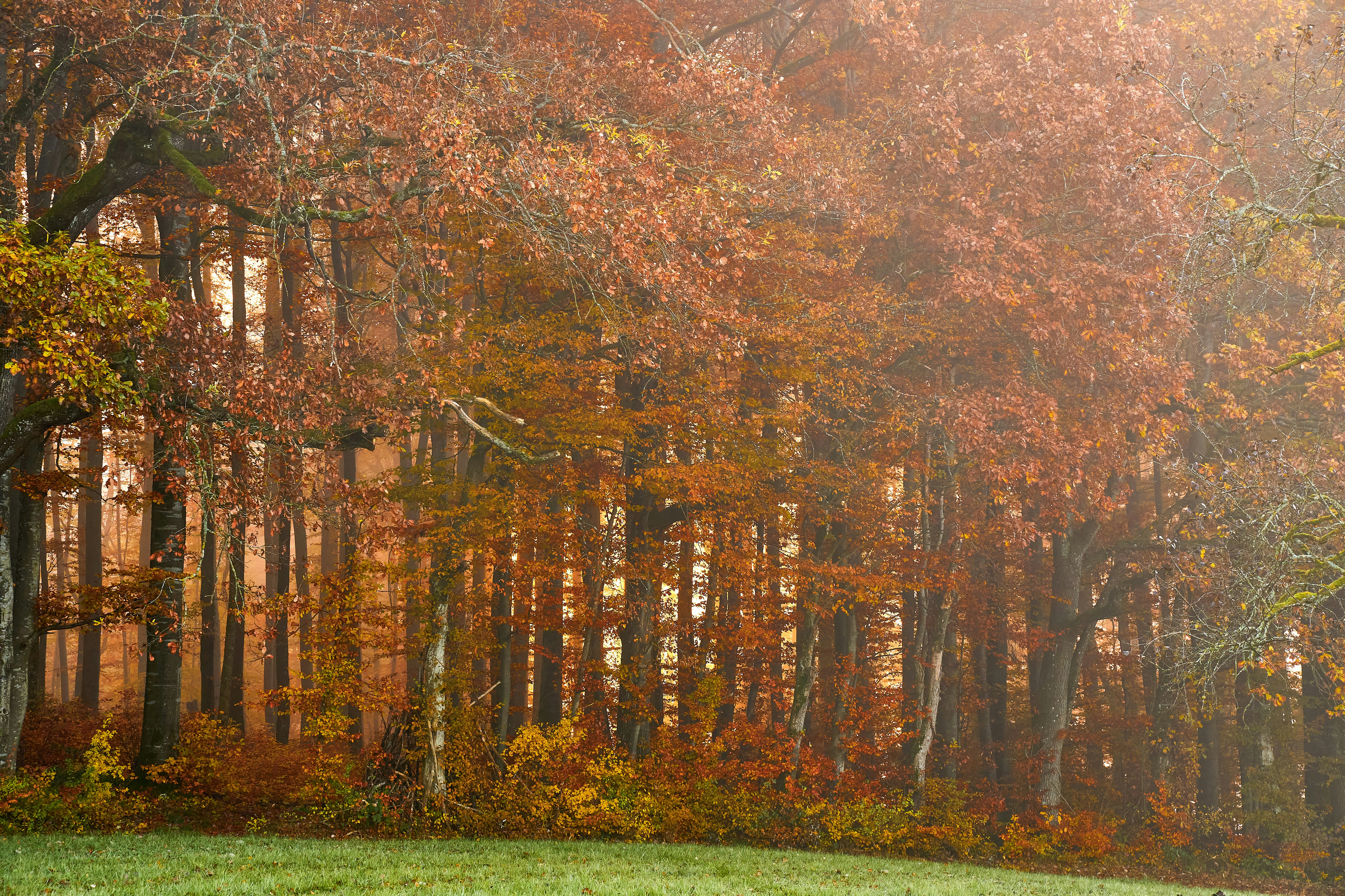 Photo by wolfgang_hasselmann