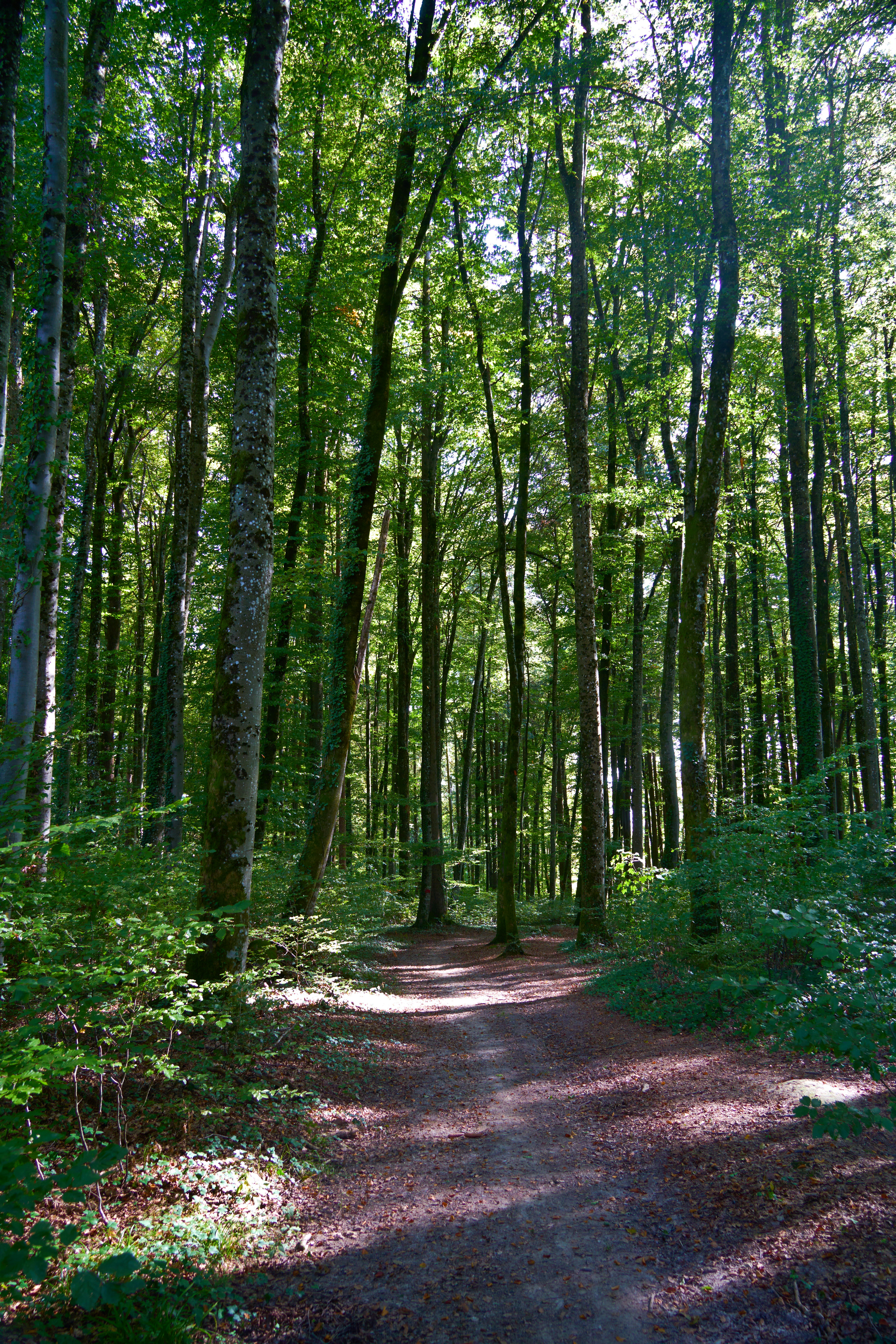 Photo by wolfgang_hasselmann