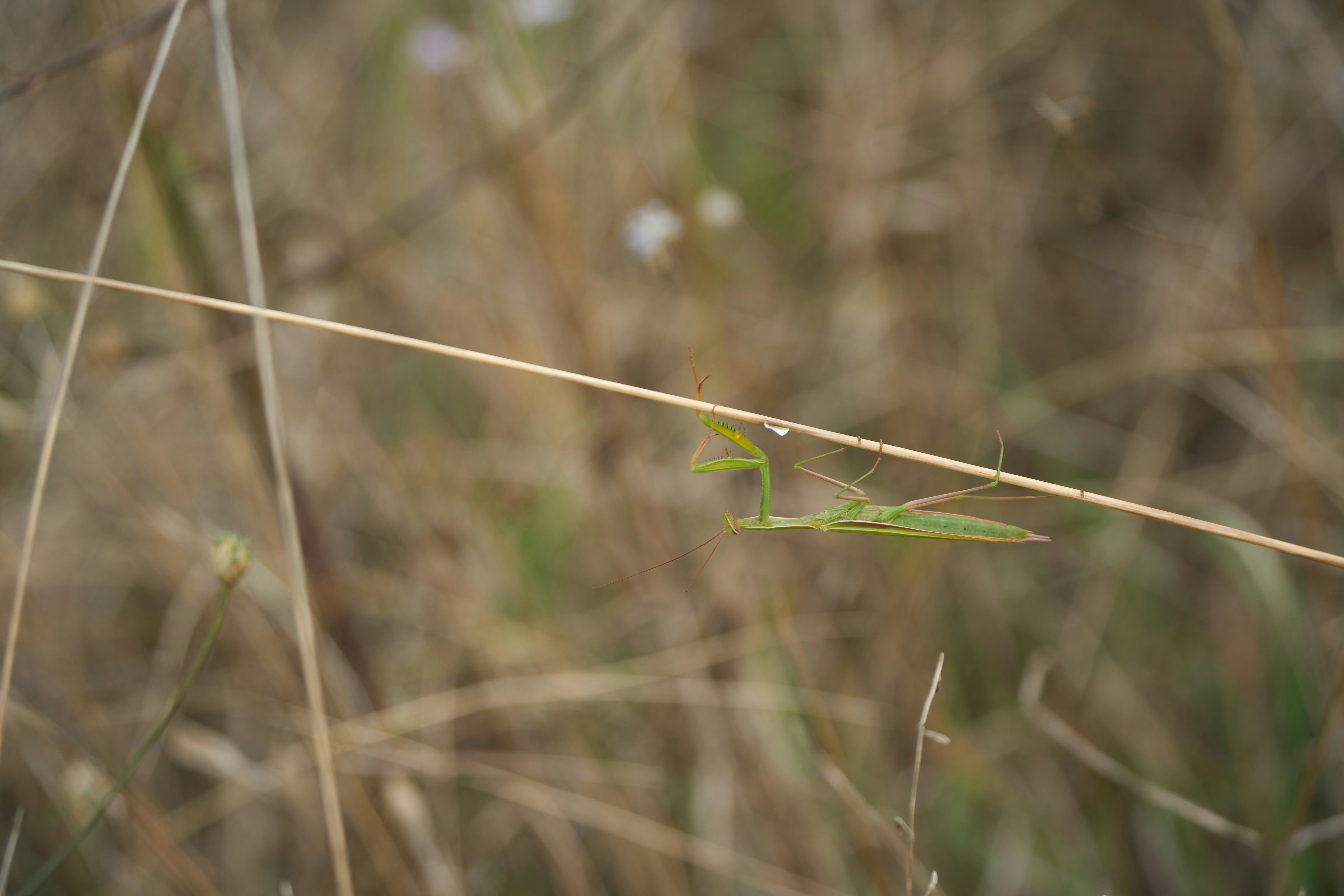 Photo by wolfgang_hasselmann