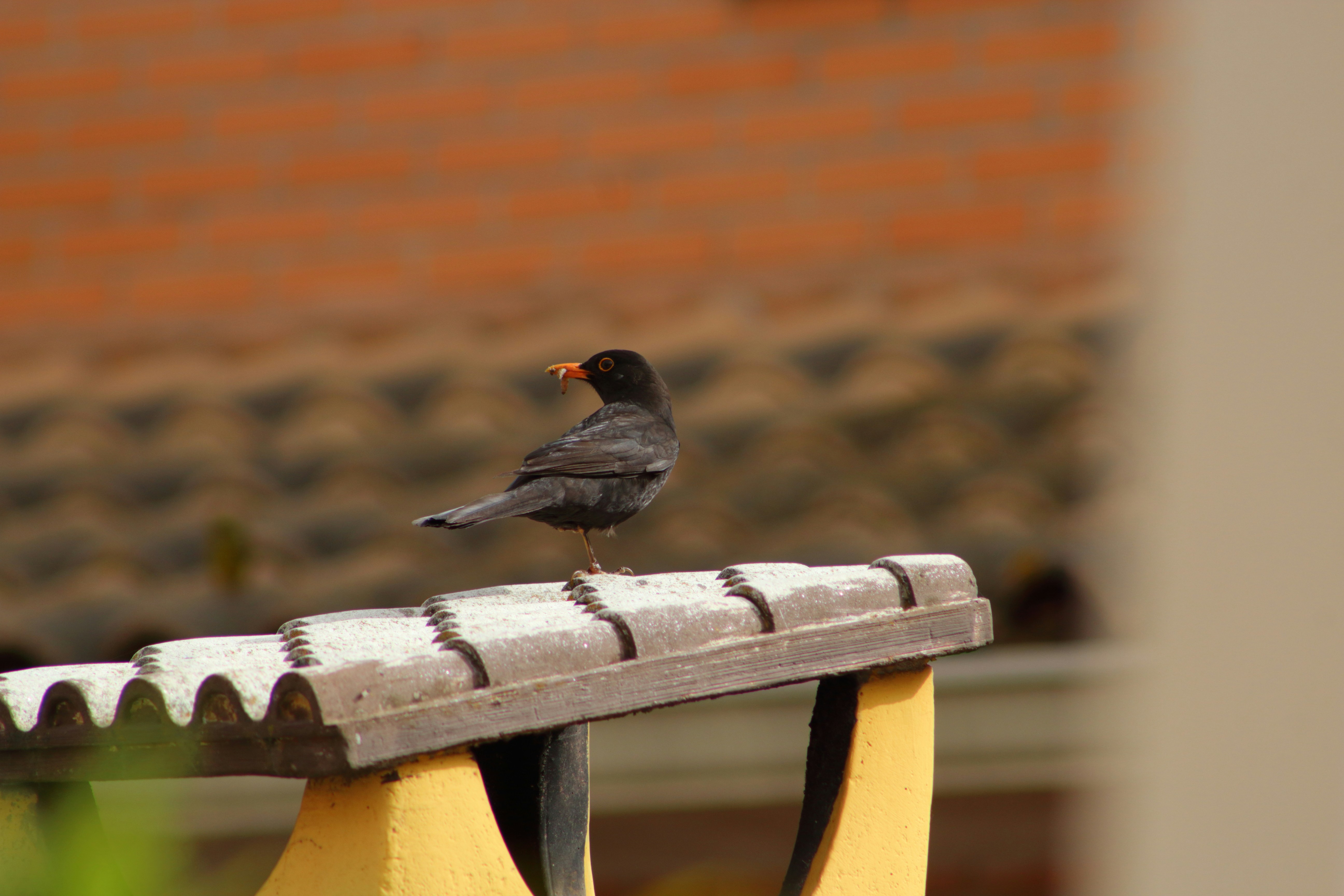 Fotomural A small bird sitting on top of a bench