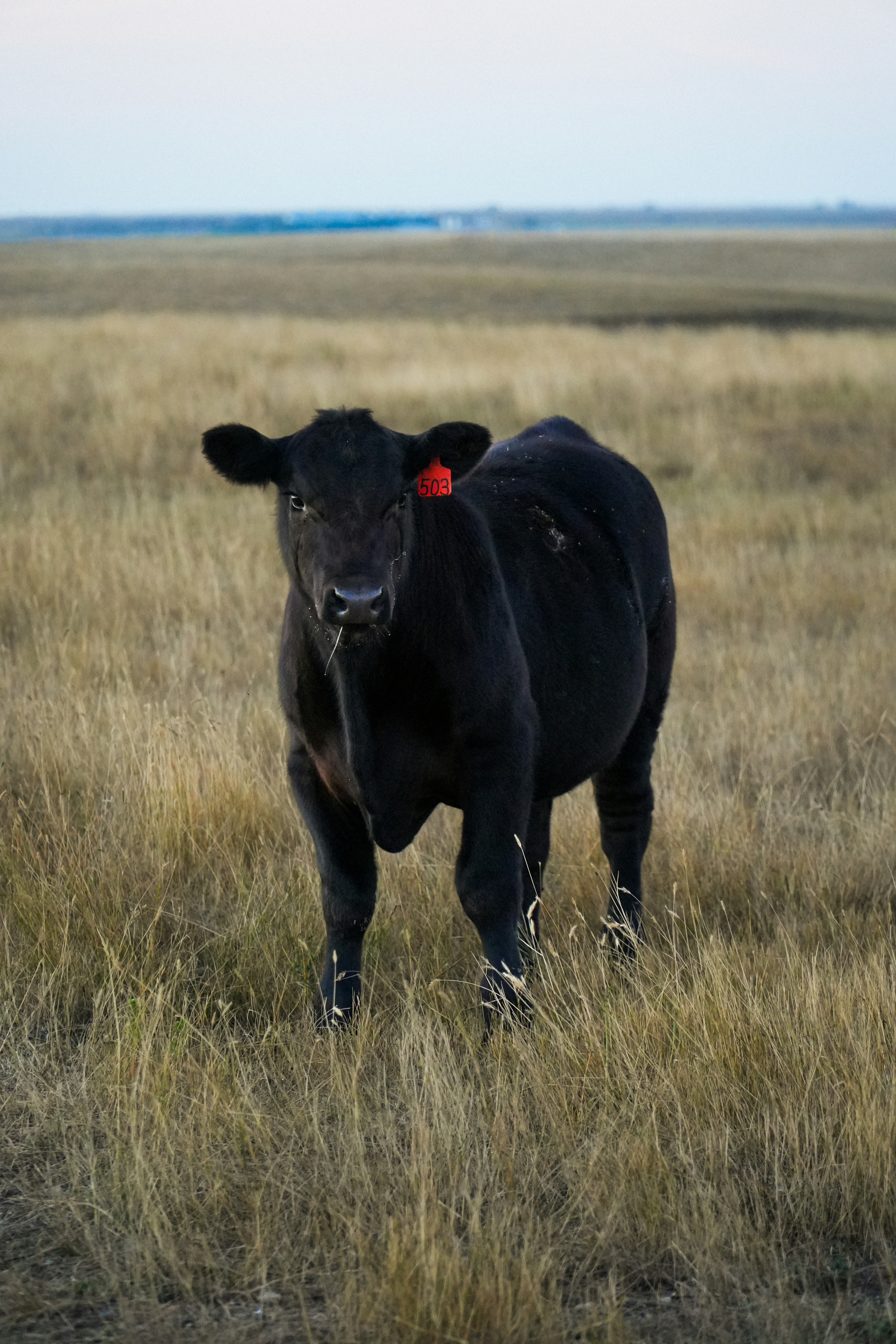 A black cow standing on top of a dry grass field photo – Free Animal ...