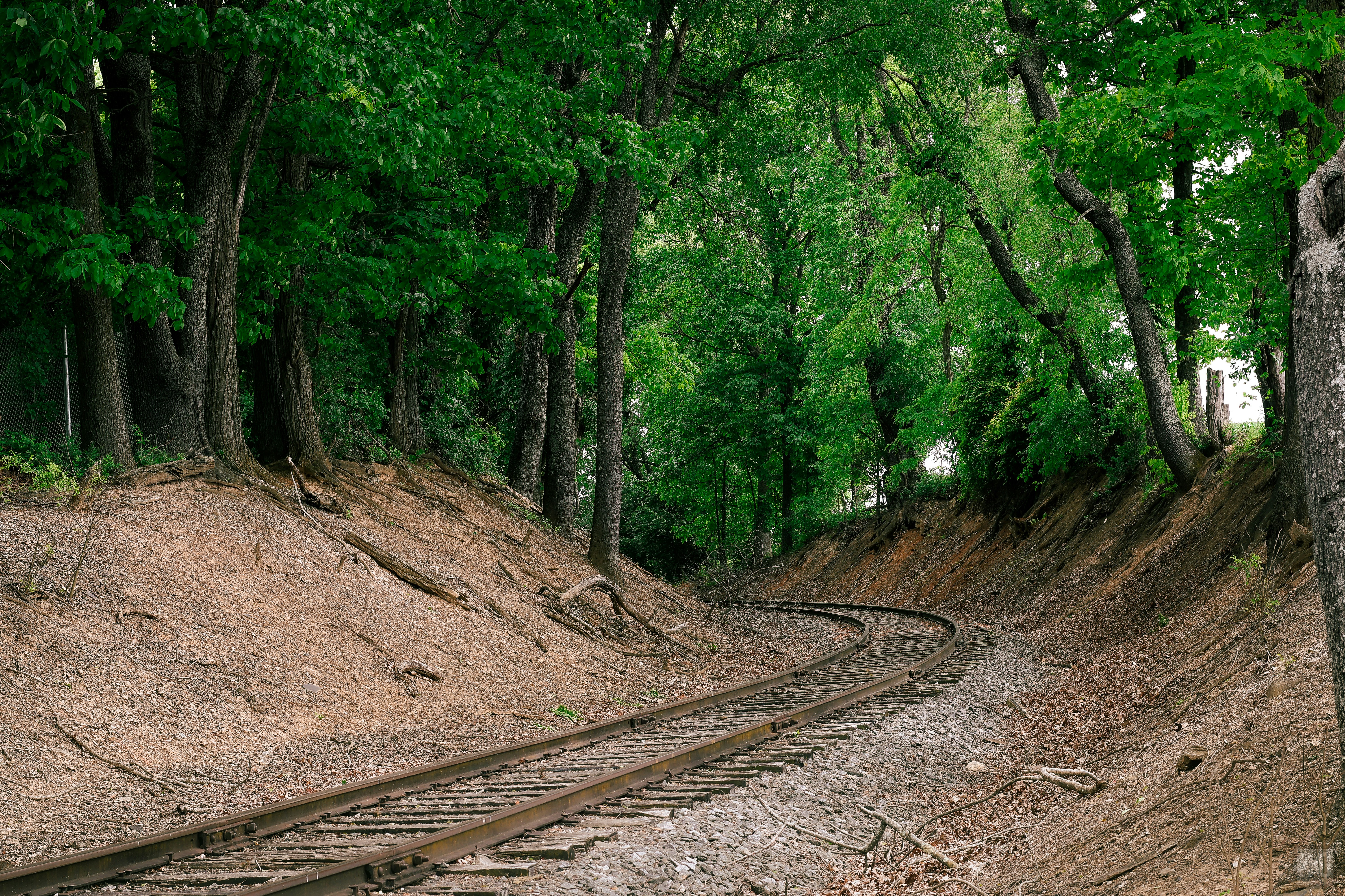 숲이 우거진 지역 한가운데에 있는 기찻길