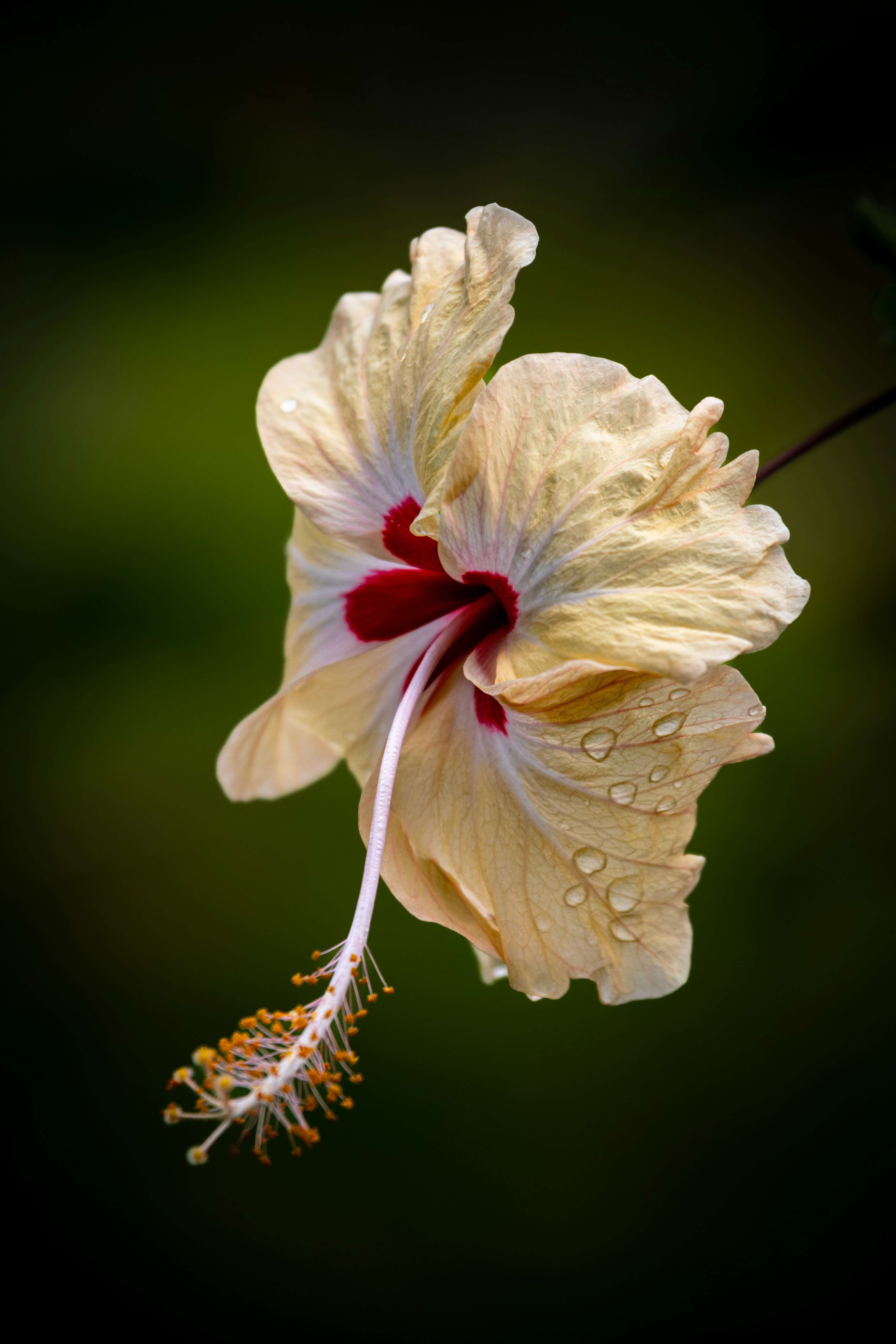 A yellow flower with water droplets on it