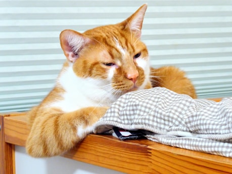 An orange and white cat sitting on top of a wooden table