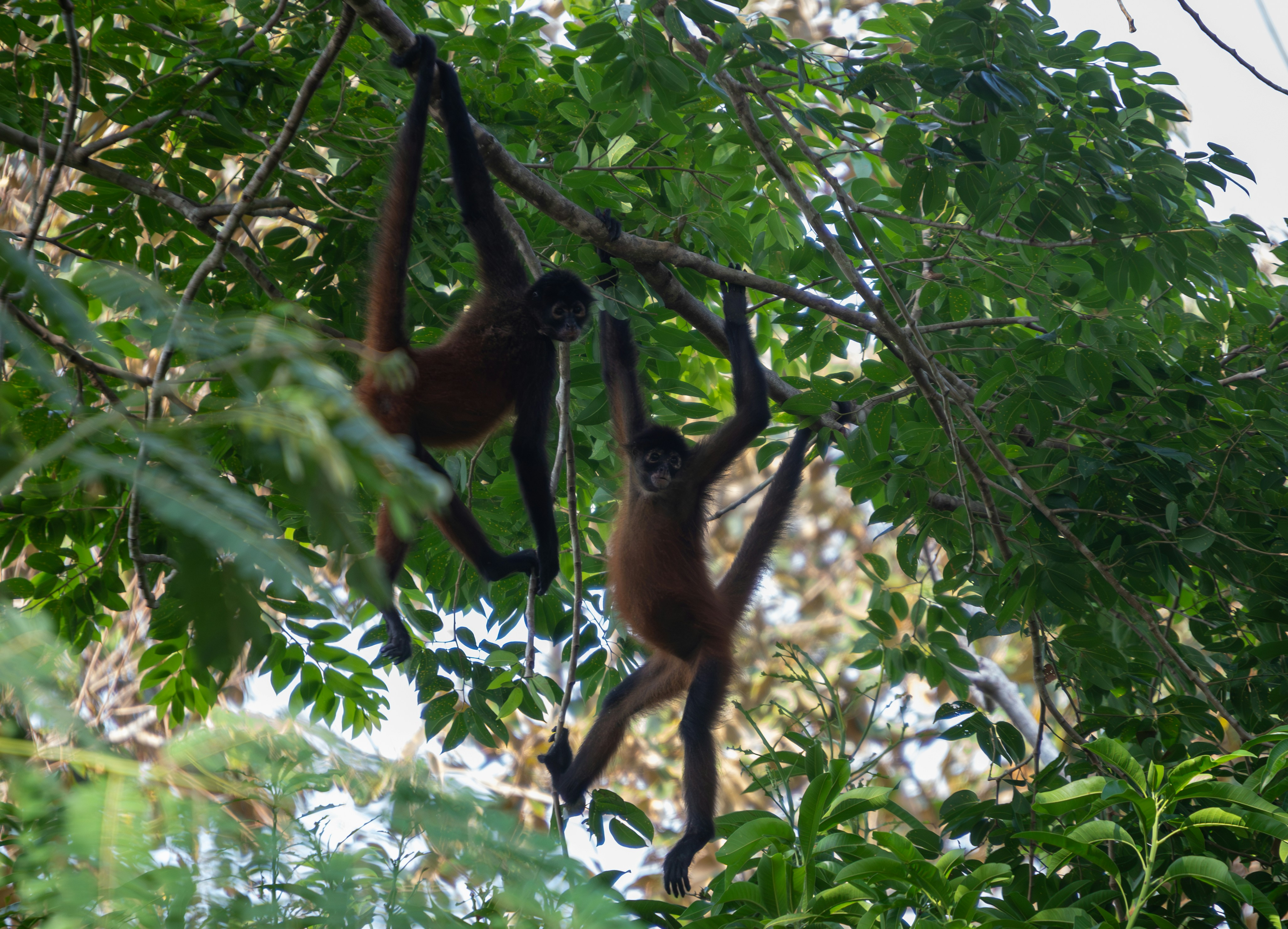 A monkey hanging upside down in a tree