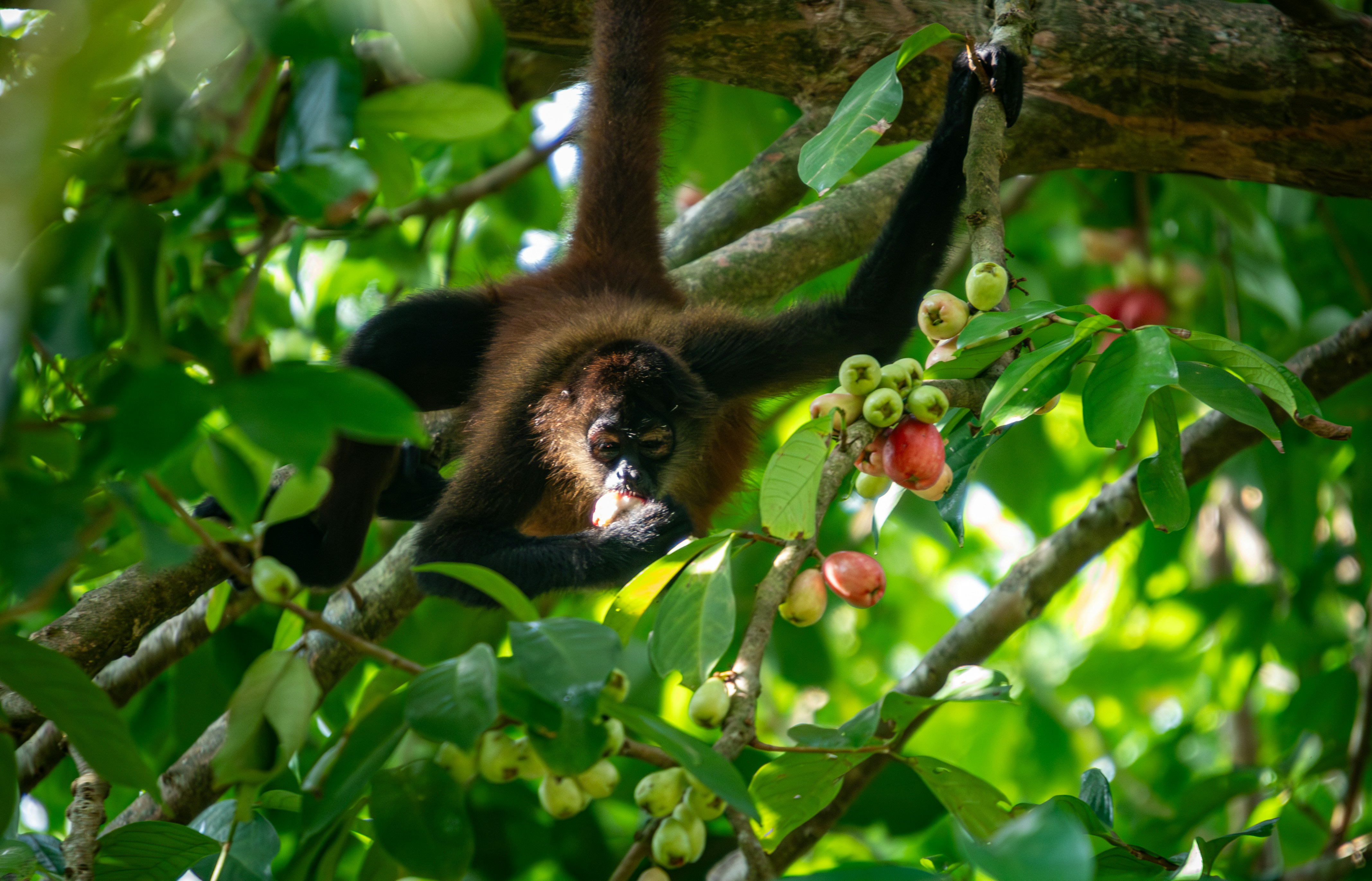 A monkey hanging from a tree branch in a forest, 