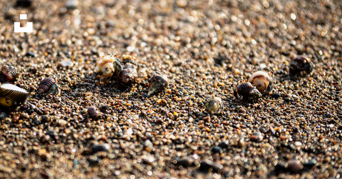 A close up of a group of small objects on the ground photo – Free Bahía ...