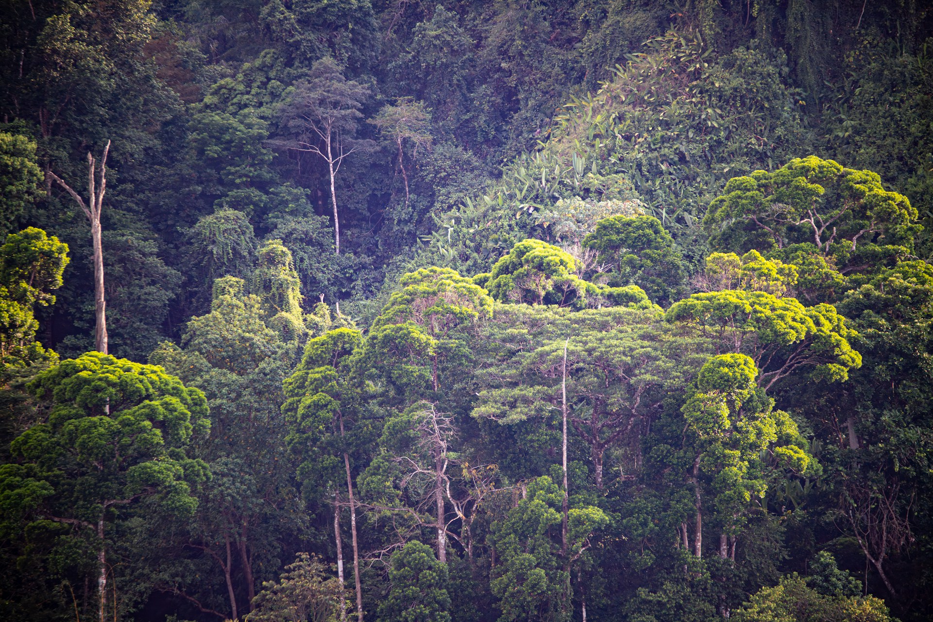 A forest filled with lots of green trees