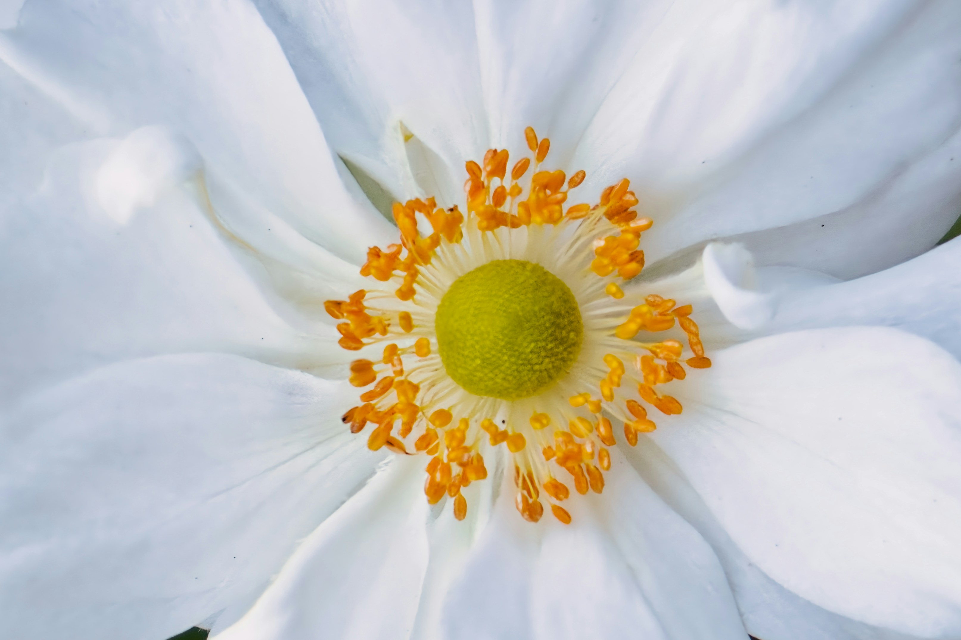 A close up of a white flower with a yellow center