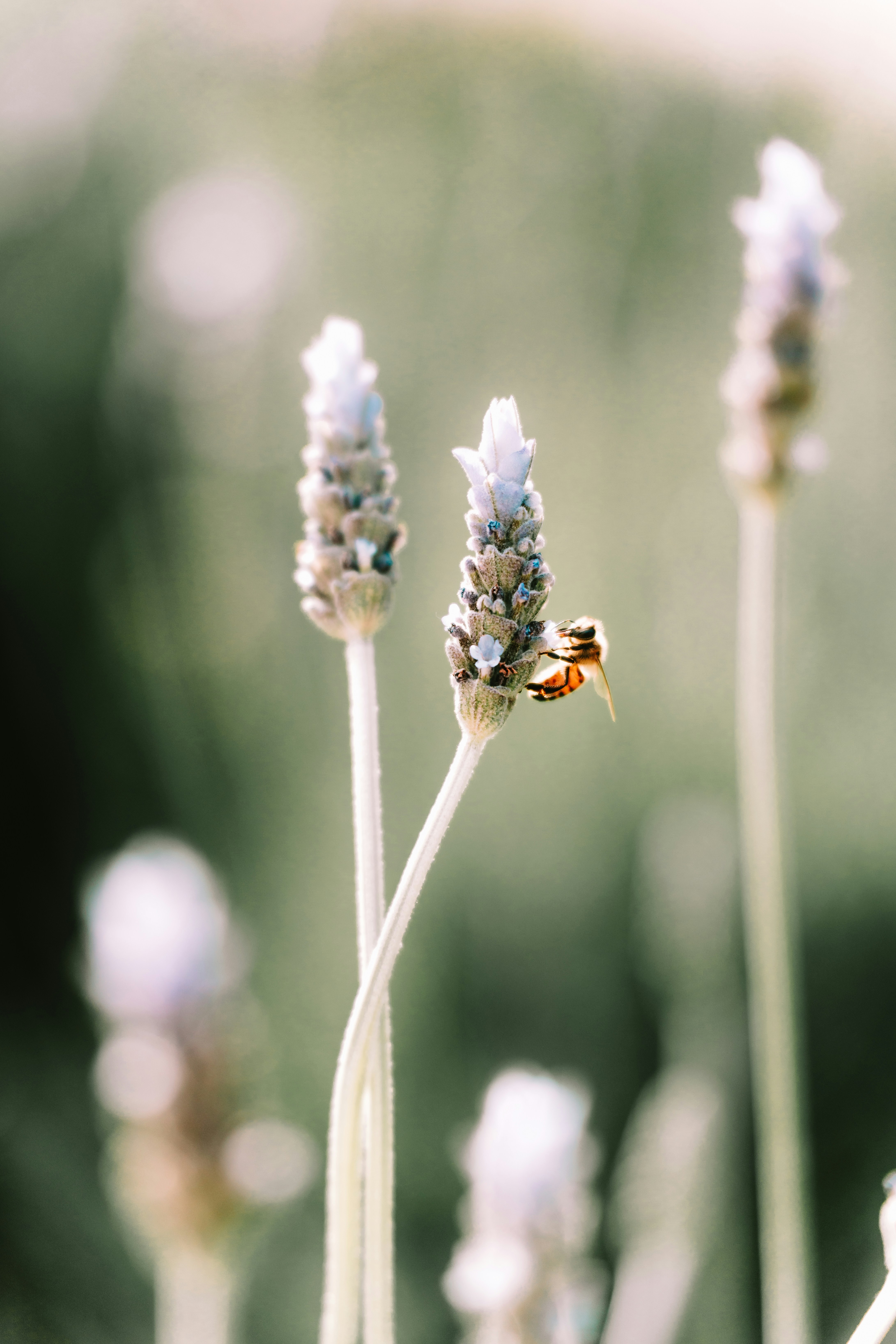 A close up of a bunch of flowers with a blurry background