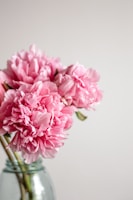 Conservação de flores