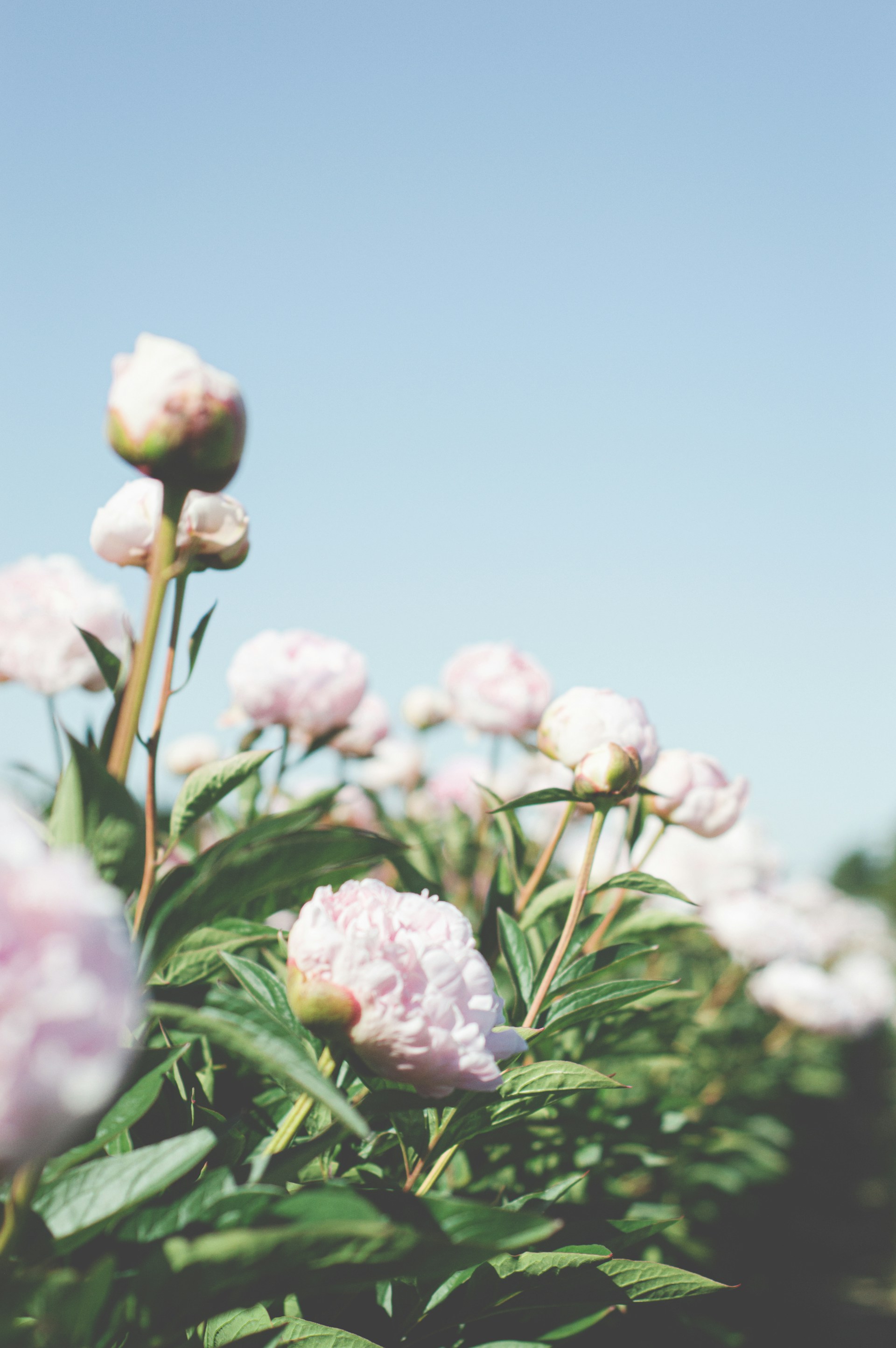 A bunch of flowers that are in the grass
