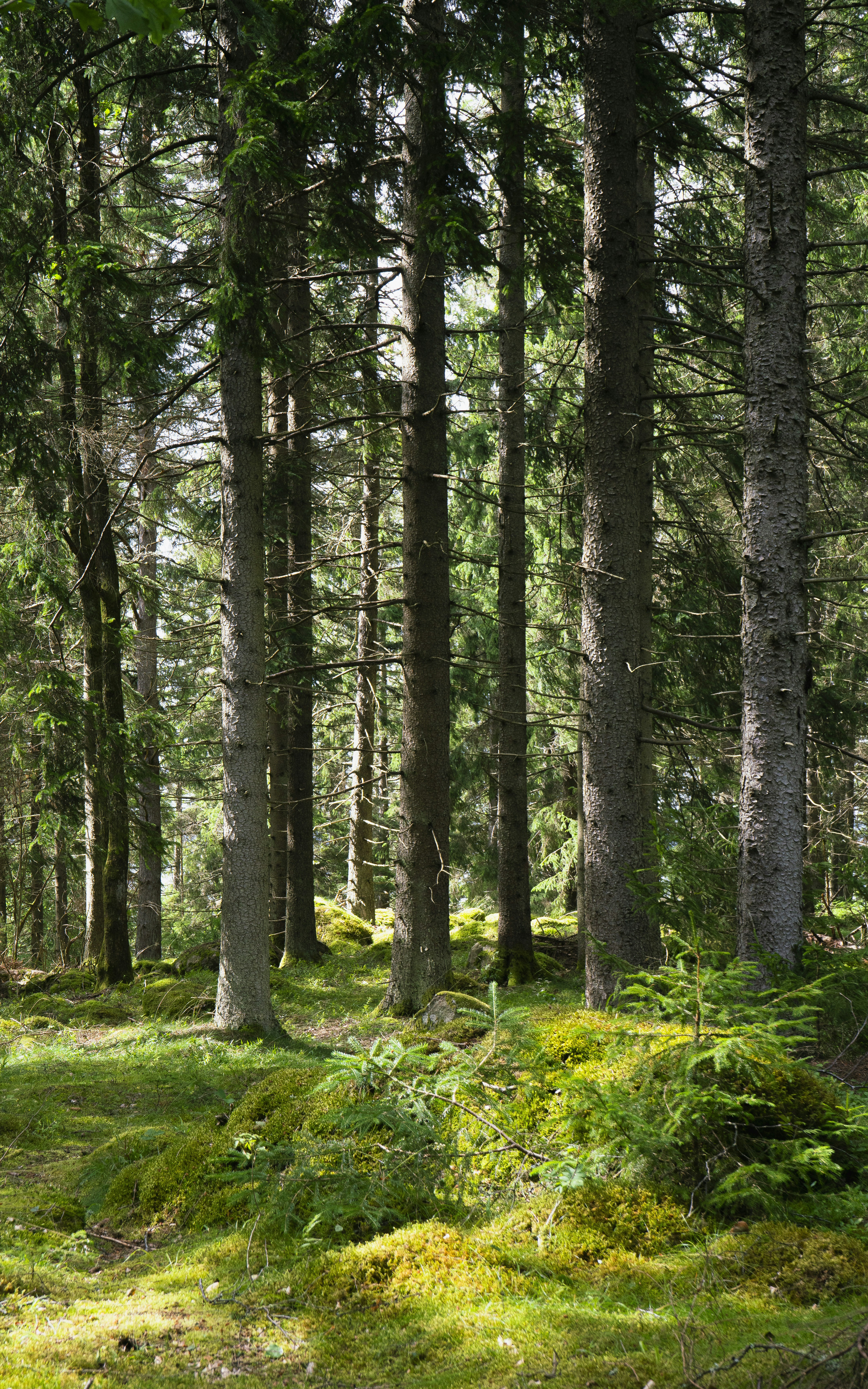 Camp Soap and Shampoo: DIY Recipes
