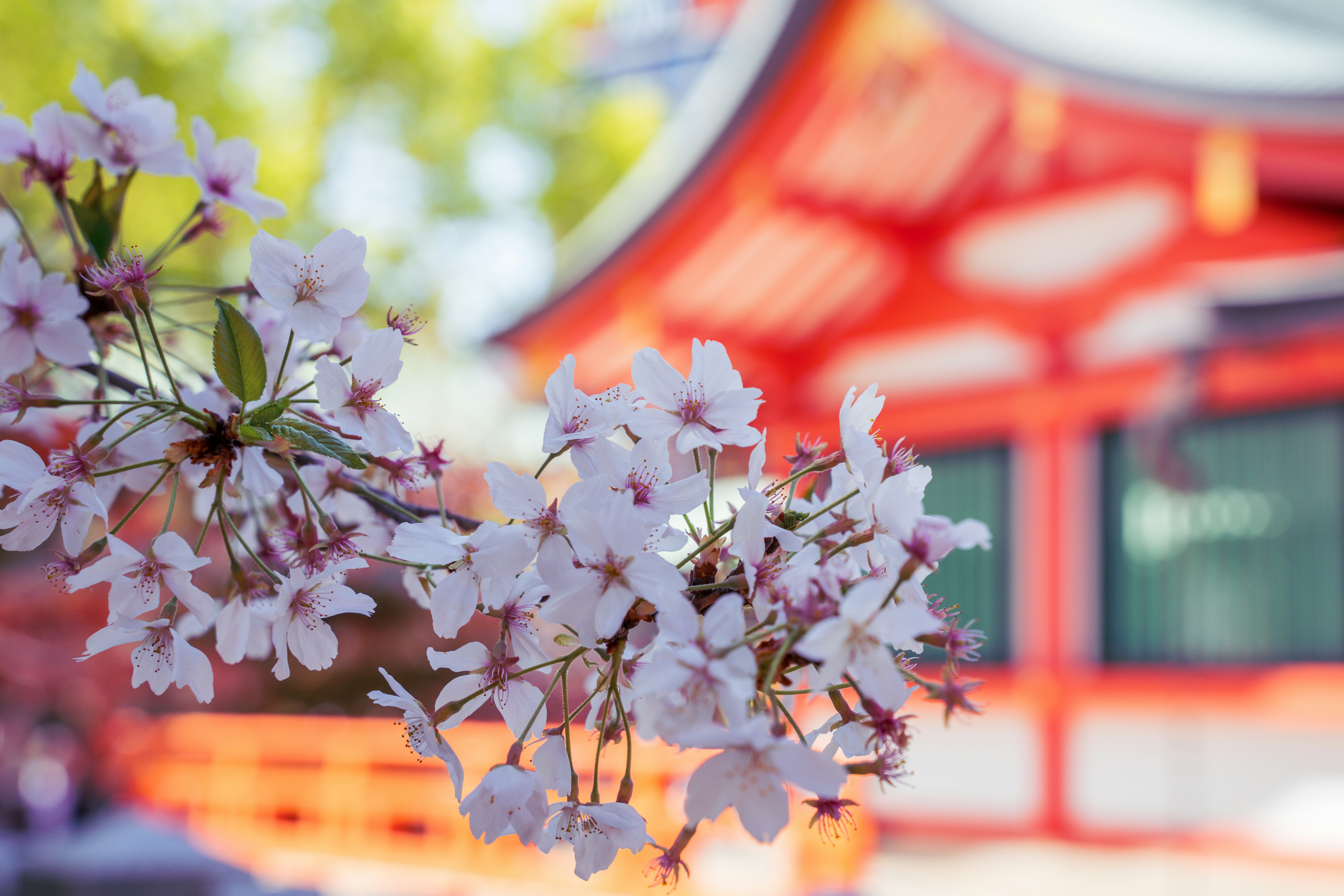 A branch of cherry blossoms in front of a building
