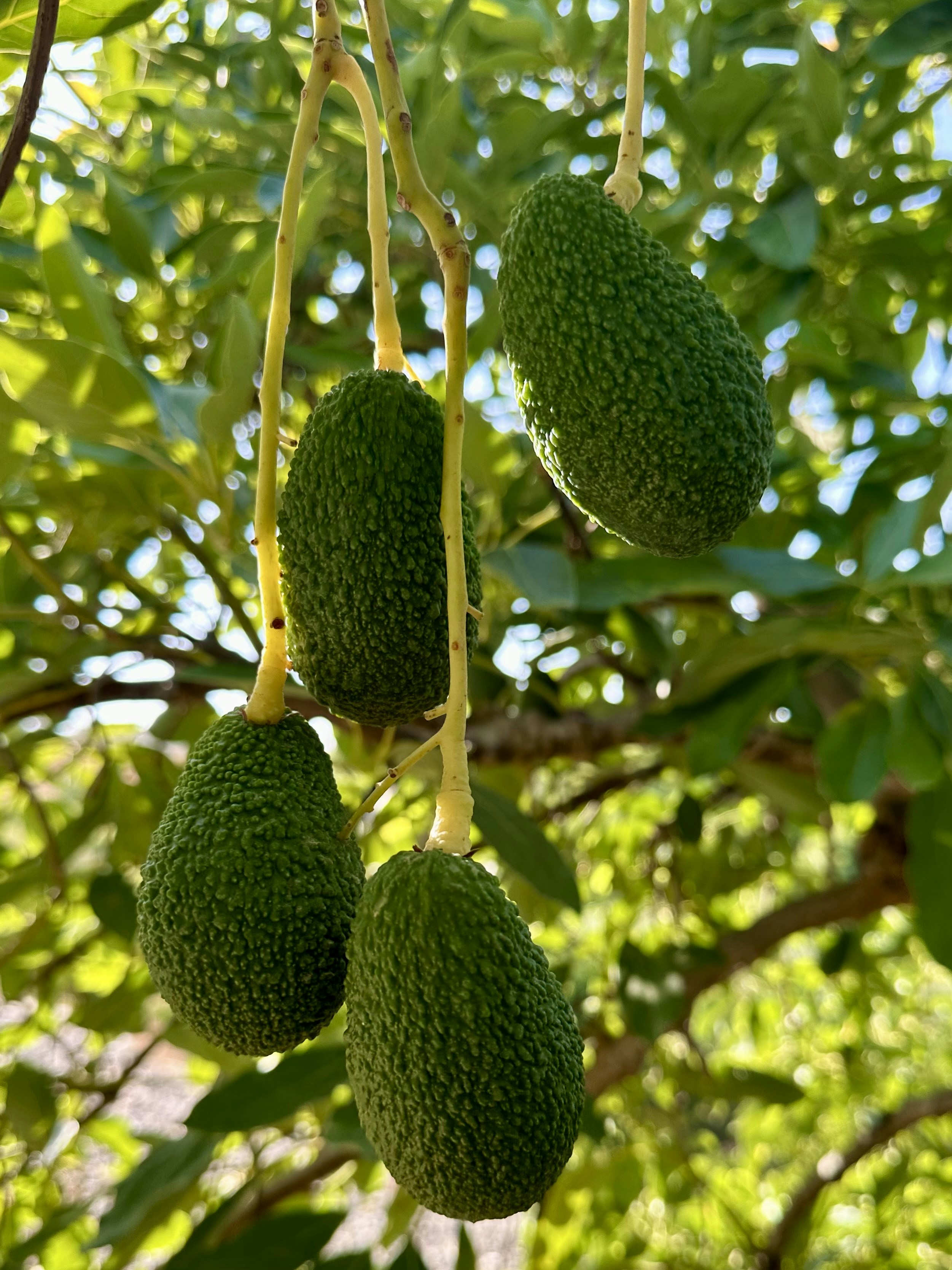 Une botte d’avocats suspendue à un arbre