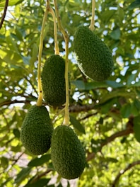 A bunch of avocados hanging from a tree
