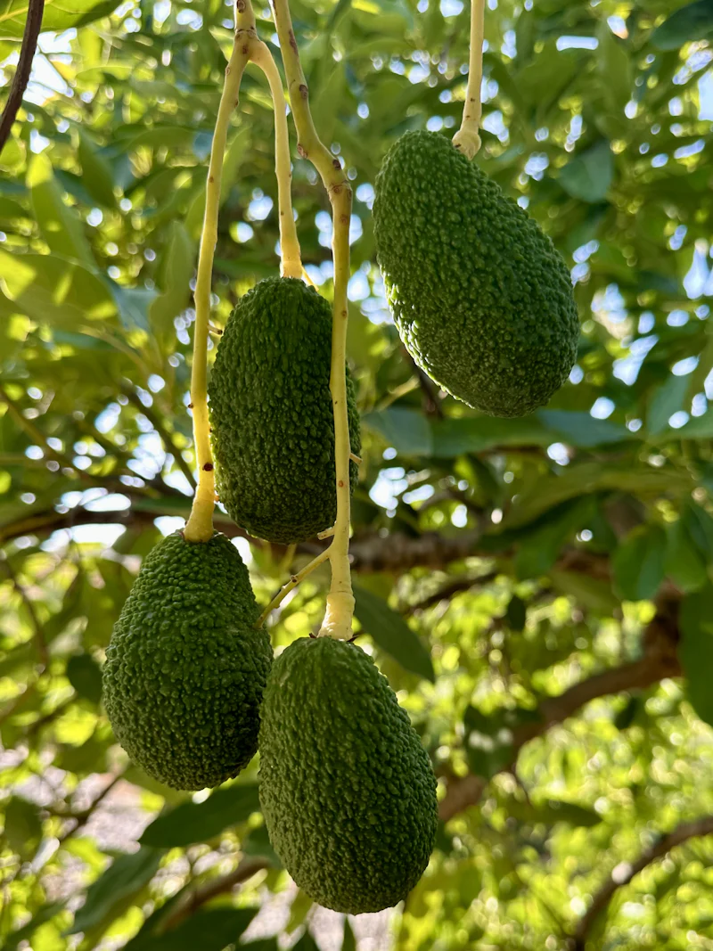Peru — avocado, mango, and specialty produce sourcing
