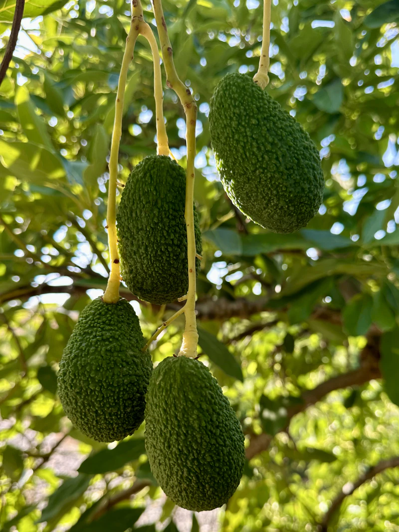 Our farms