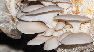 A group of mushrooms sitting on top of a pile of foil