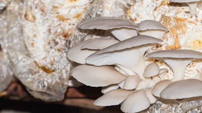A group of mushrooms growing out of a rock