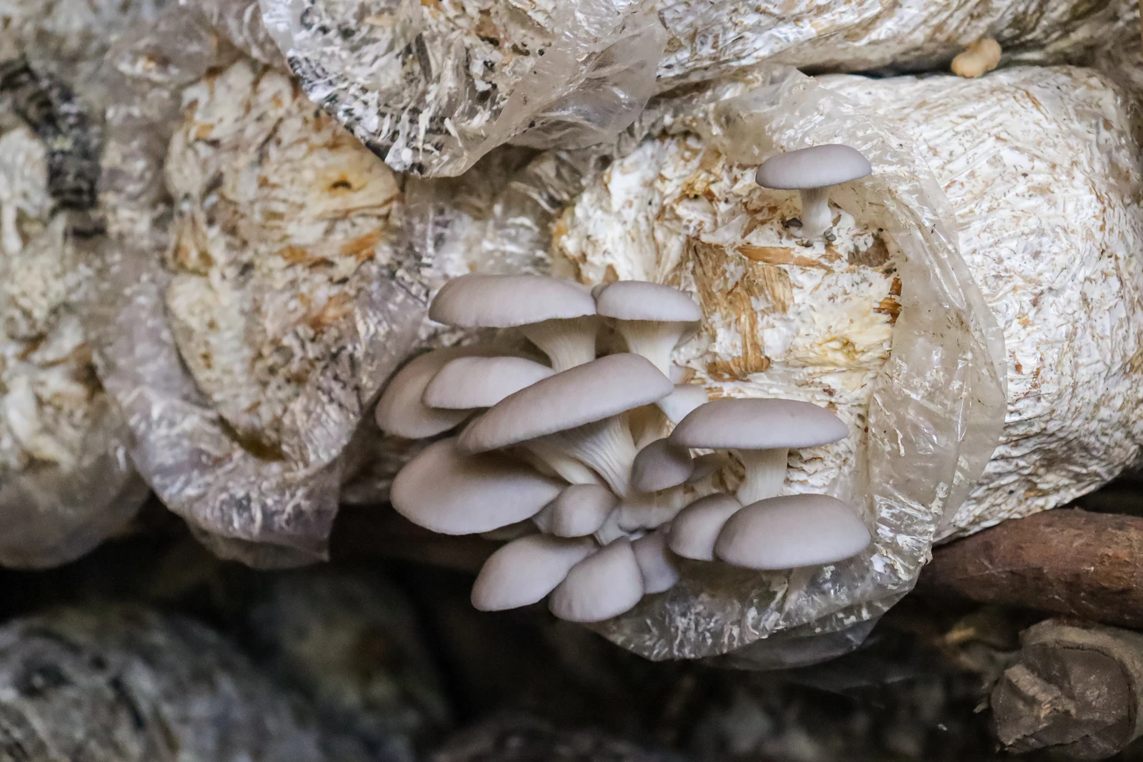 A cluster of oyster mushrooms growing from a pile of wood.