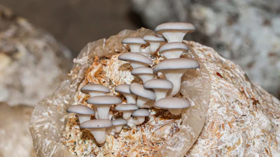 Mushroom Farming India Oyster Button Home Farm