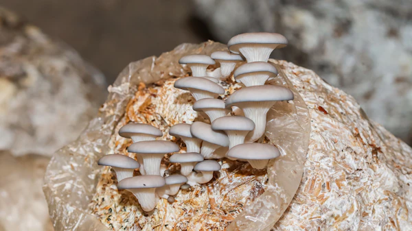 mushroom growing