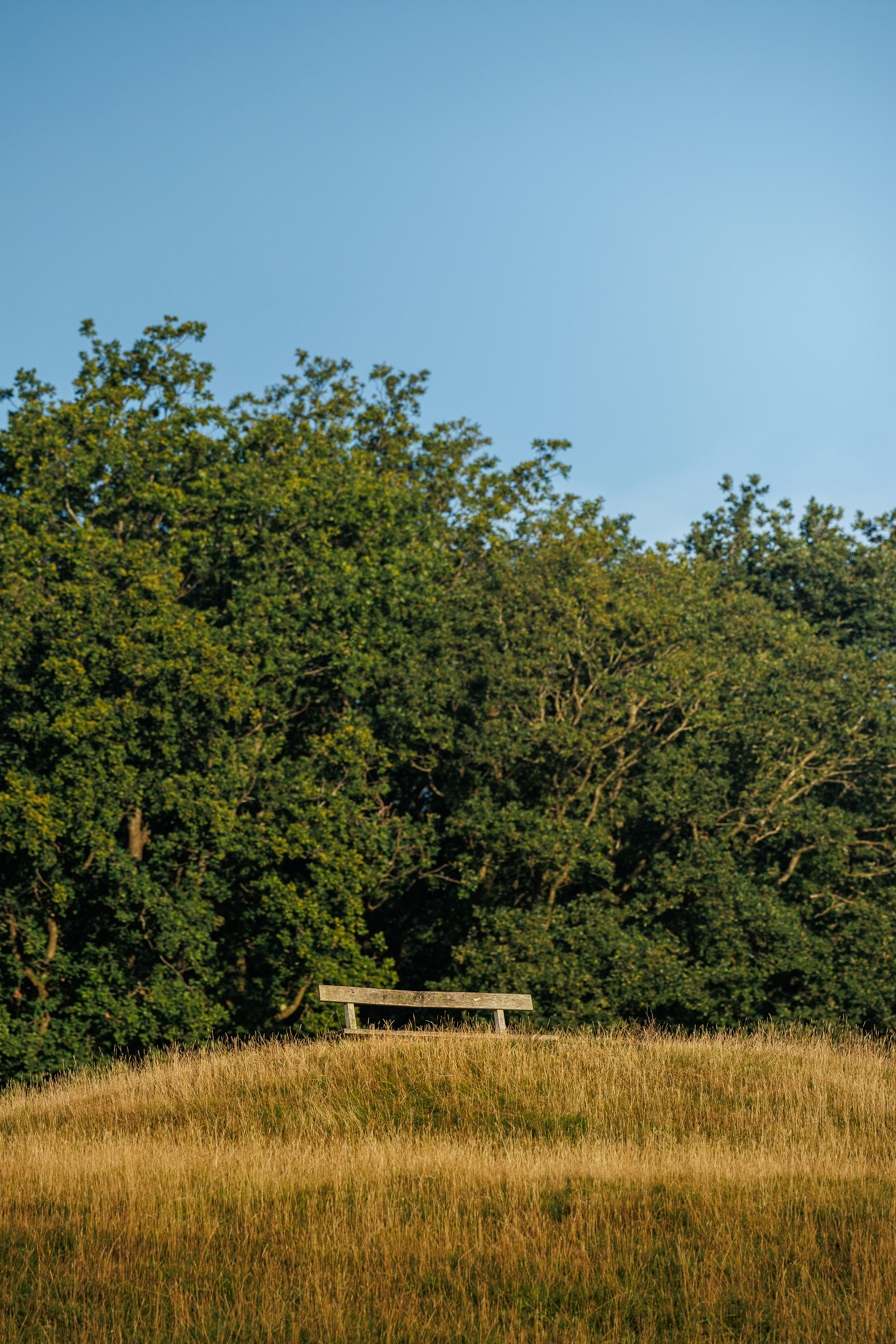 A bench sitting on top of a lush green field