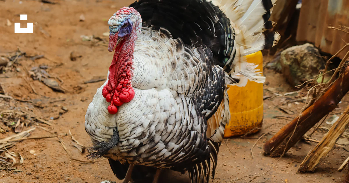 A close up of a turkey on a dirt ground photo – Free Turkey Image on ...