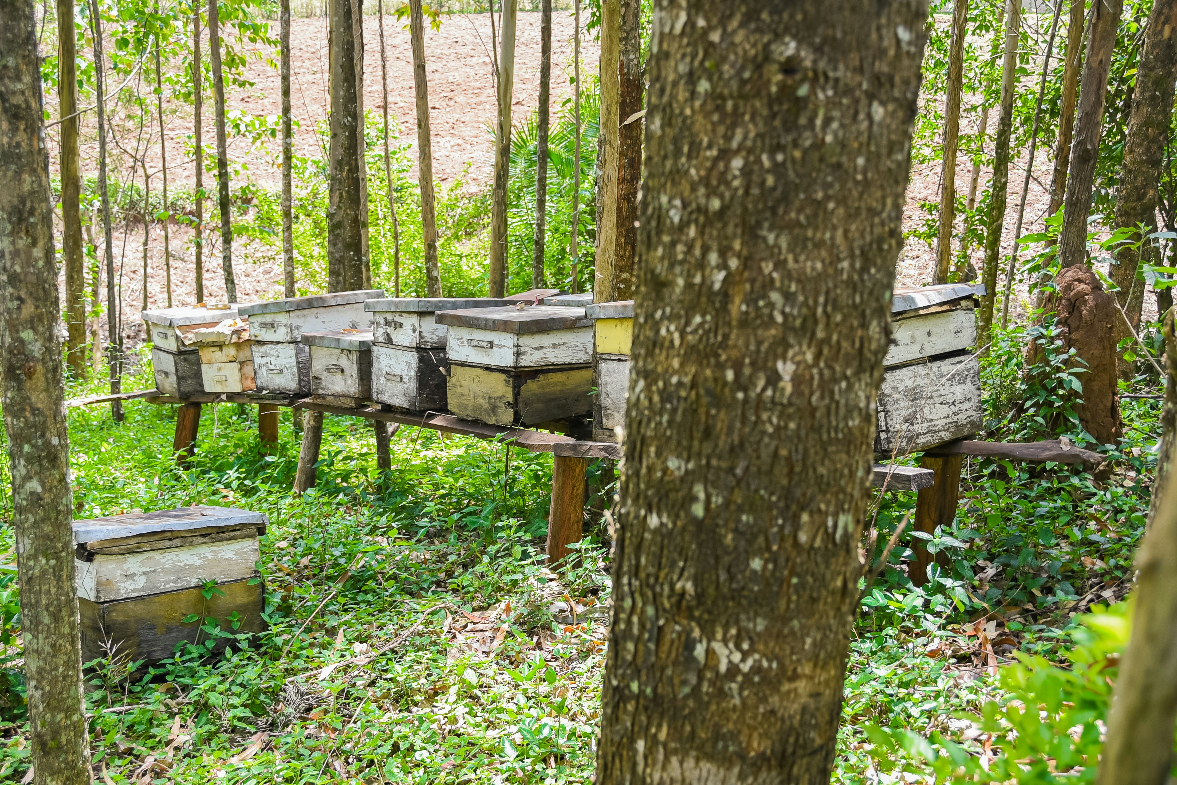 Wooden beehive boxes stacked in green forest clearing, dappled sunlight filtering through trees
