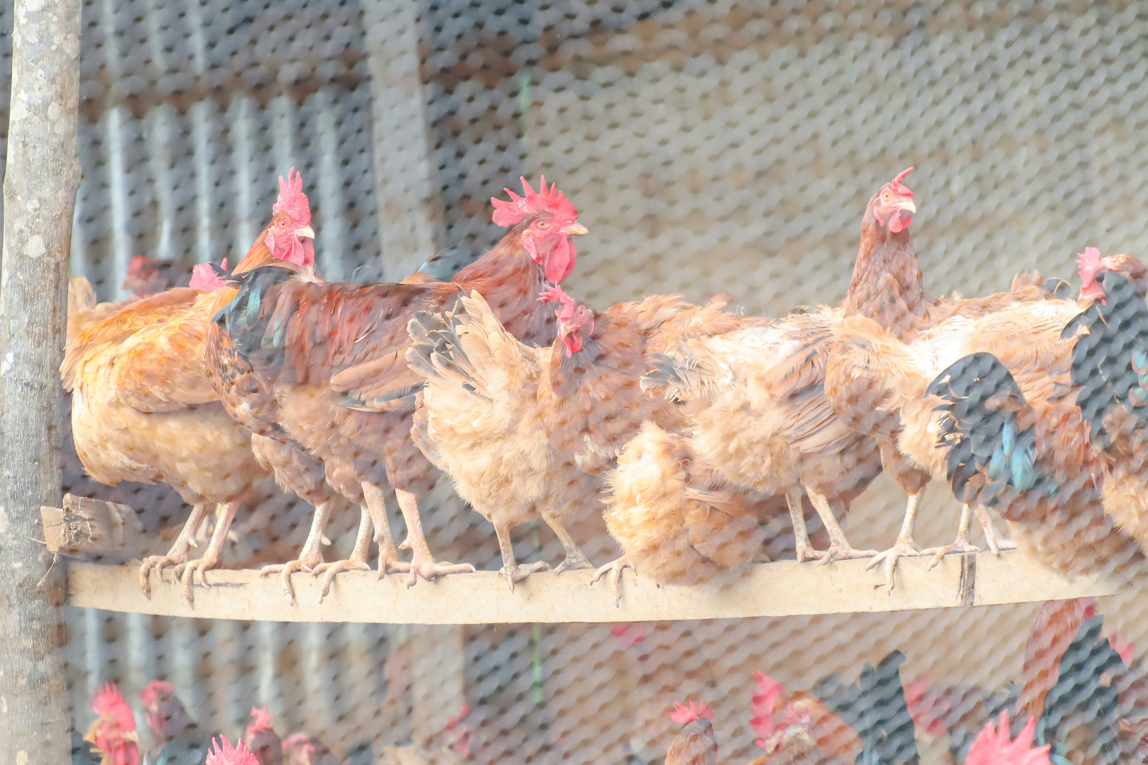 A bunch of chickens that are standing on a shelf