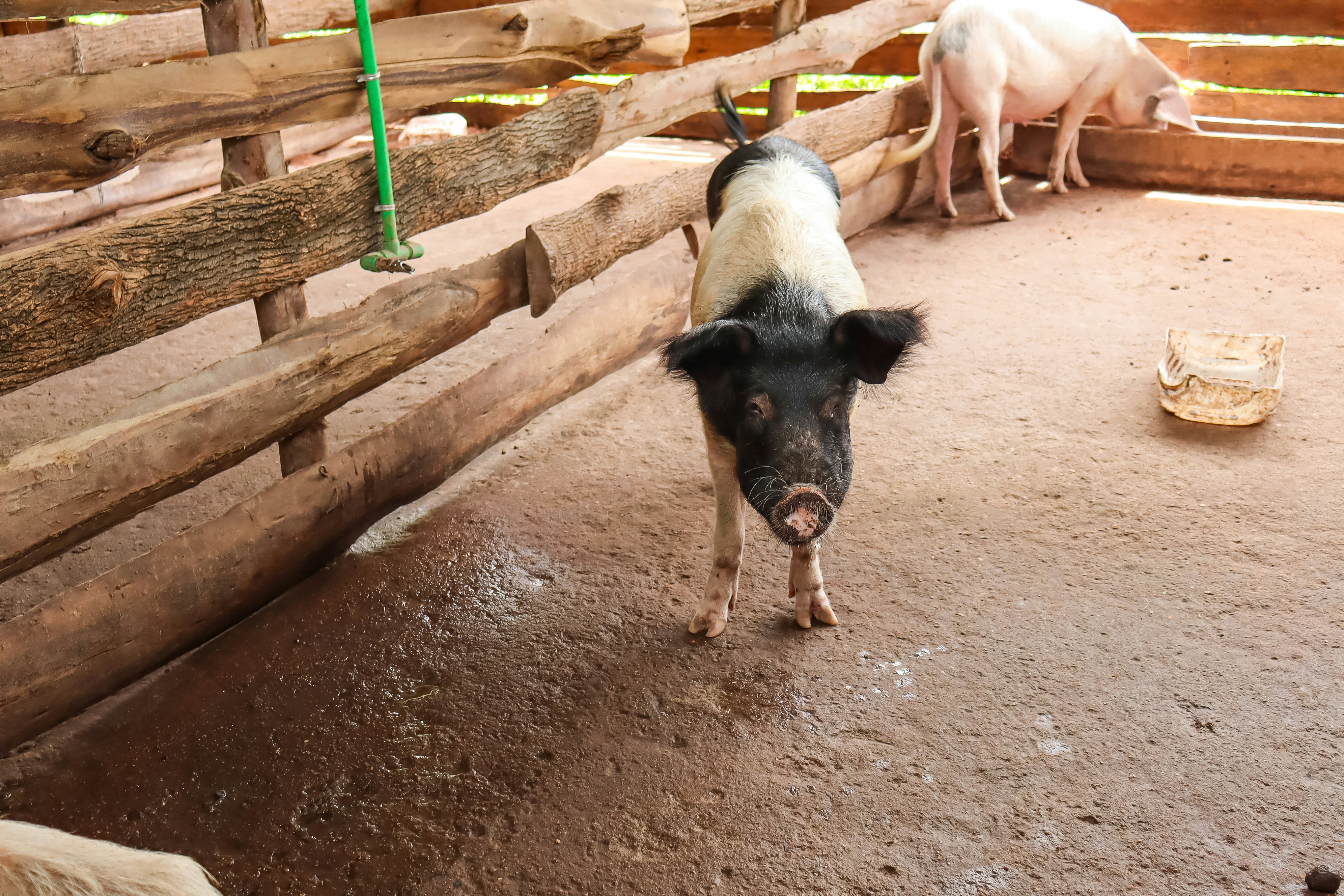 A pig in a pen with other pigs in the background